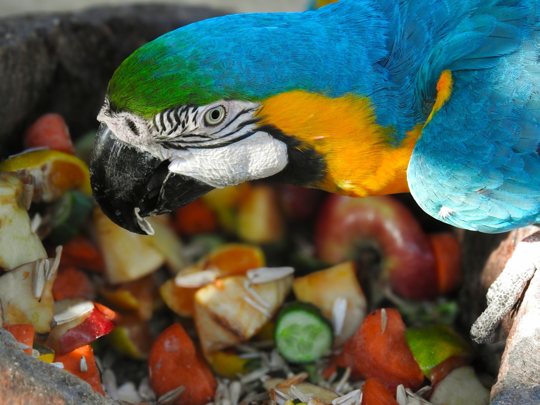 Parrot Diet Guide: What to Feed and What to Avoid