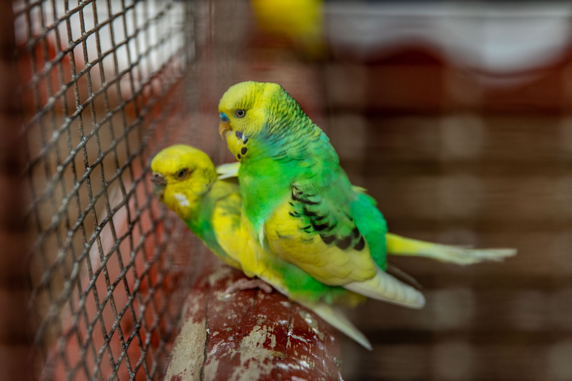 How to Train Your Budgie to Talk: Step-by-Step Method