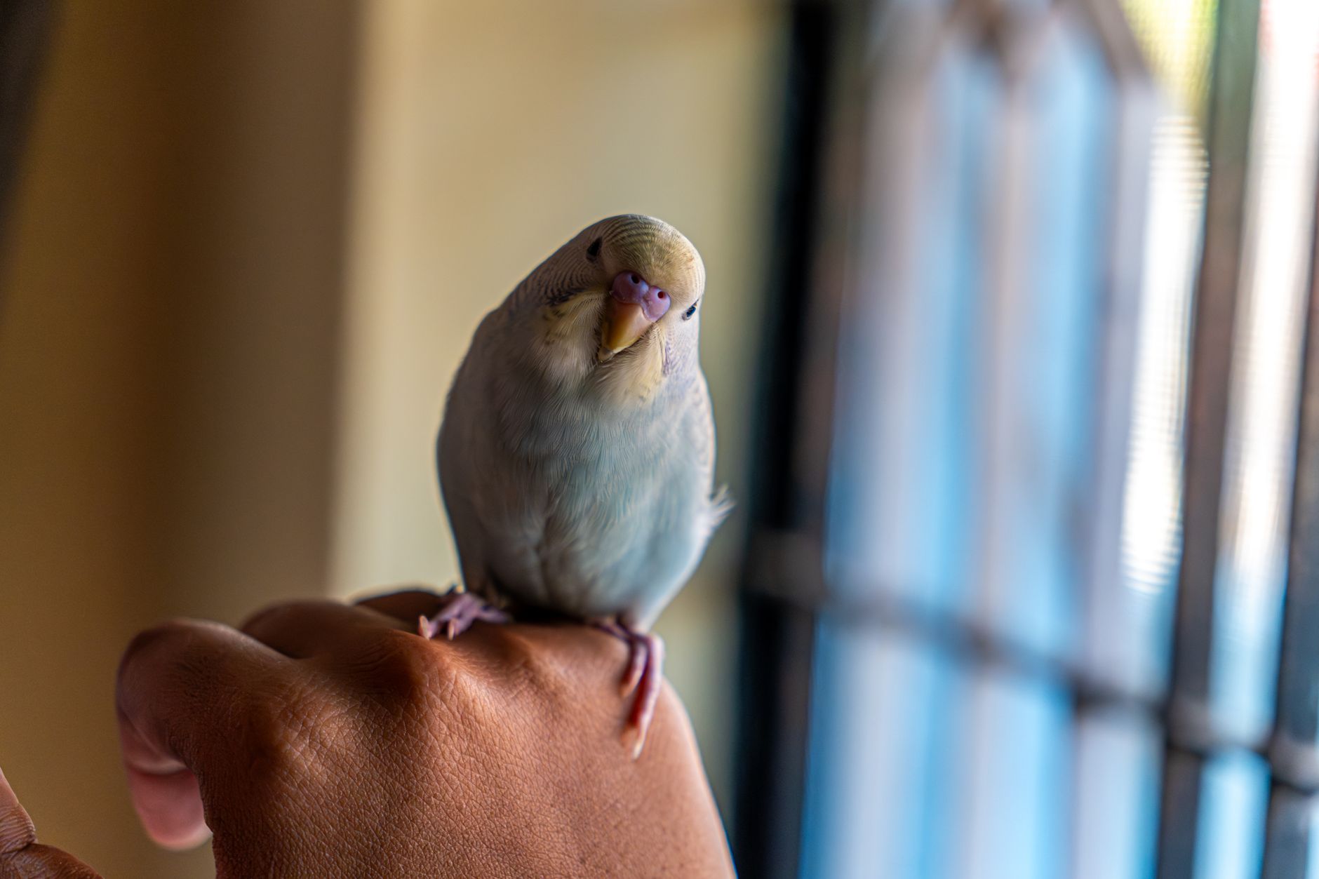 How to Hand-Tame a Budgie: A Patient Step-by-Step Training Guide
