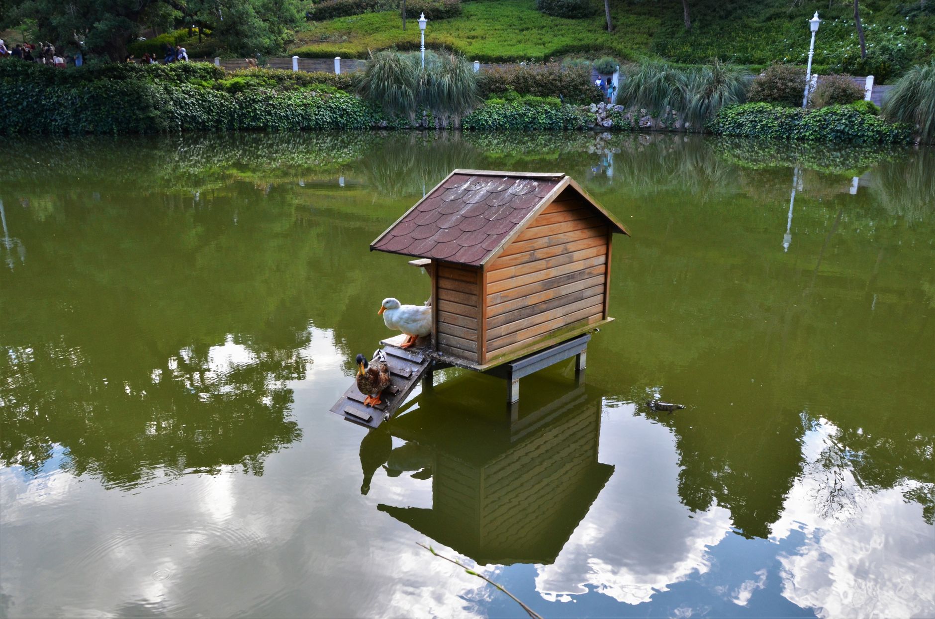 Duck Keeping 101: Breeds, Housing, and Pond Requirements - featherden