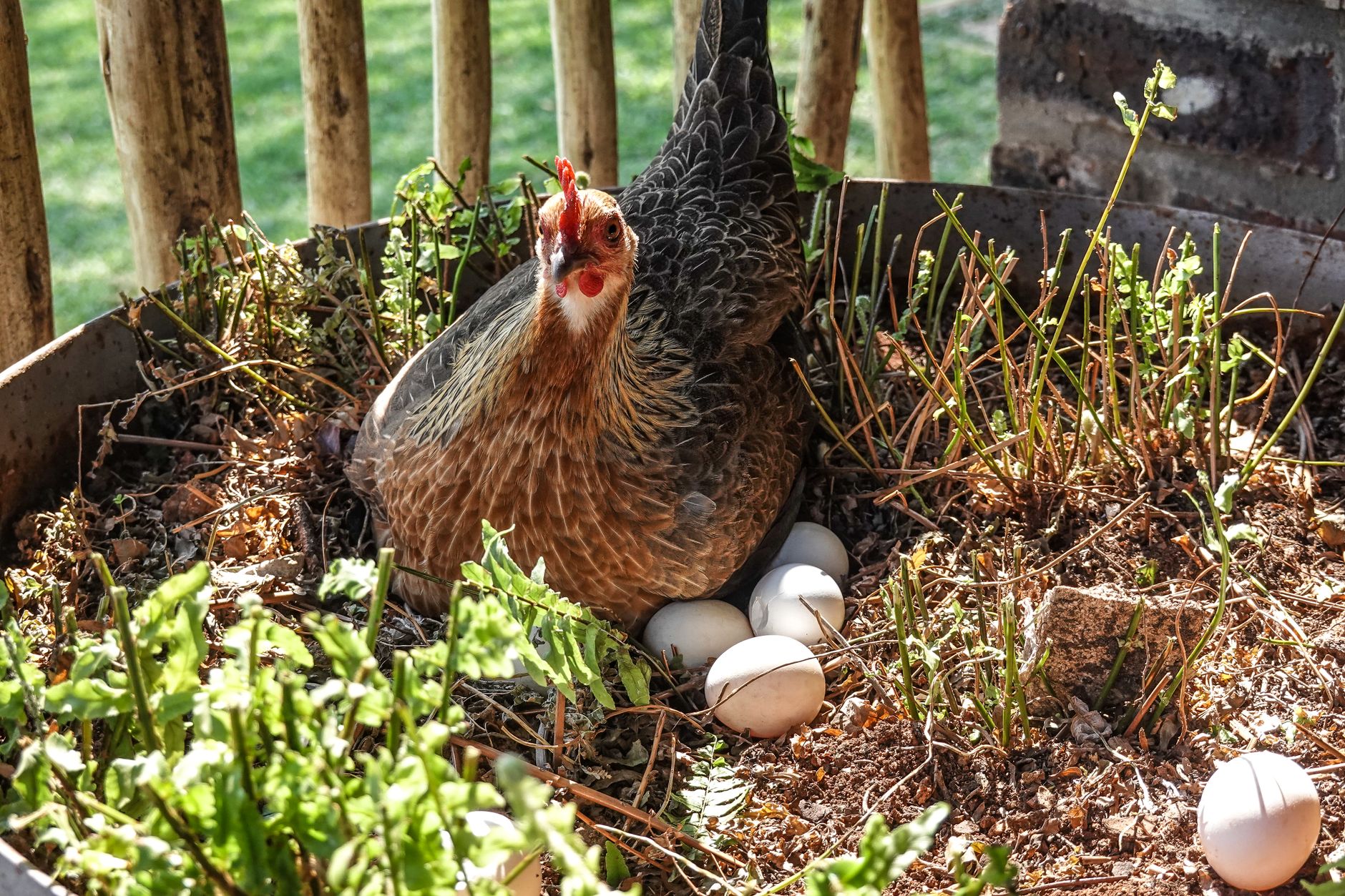 Backyard Chicken Breeds for Eggs: Top 10 Layers Ranked by Production - featherden