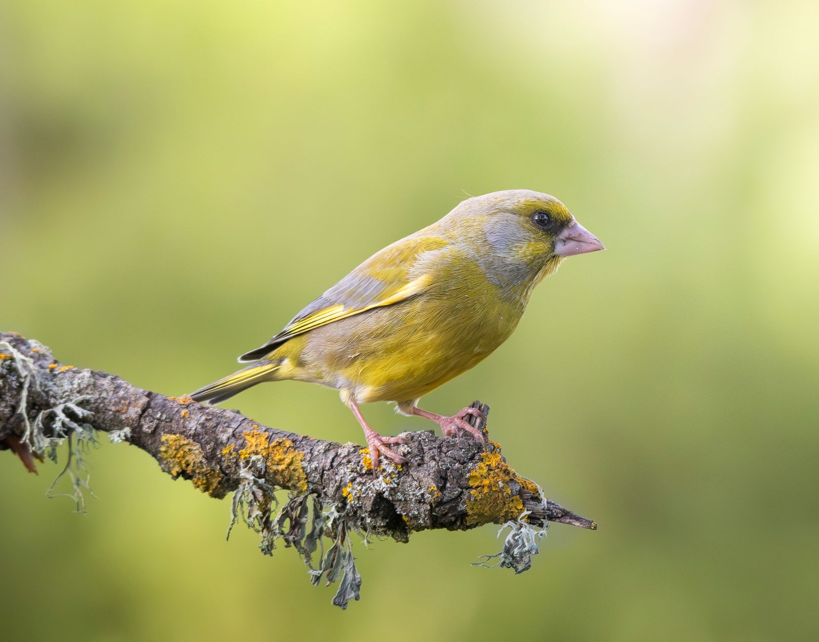 Setting Up a Finch Cage: Step-by-Step Guide to Essential Accessories - featherden