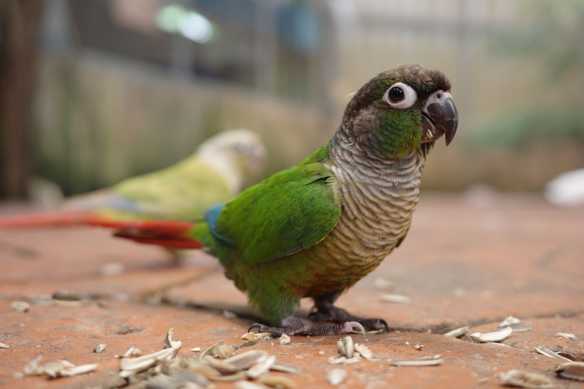 Conure Species Comparison: Choosing Your Perfect Feathered Companion - featherden