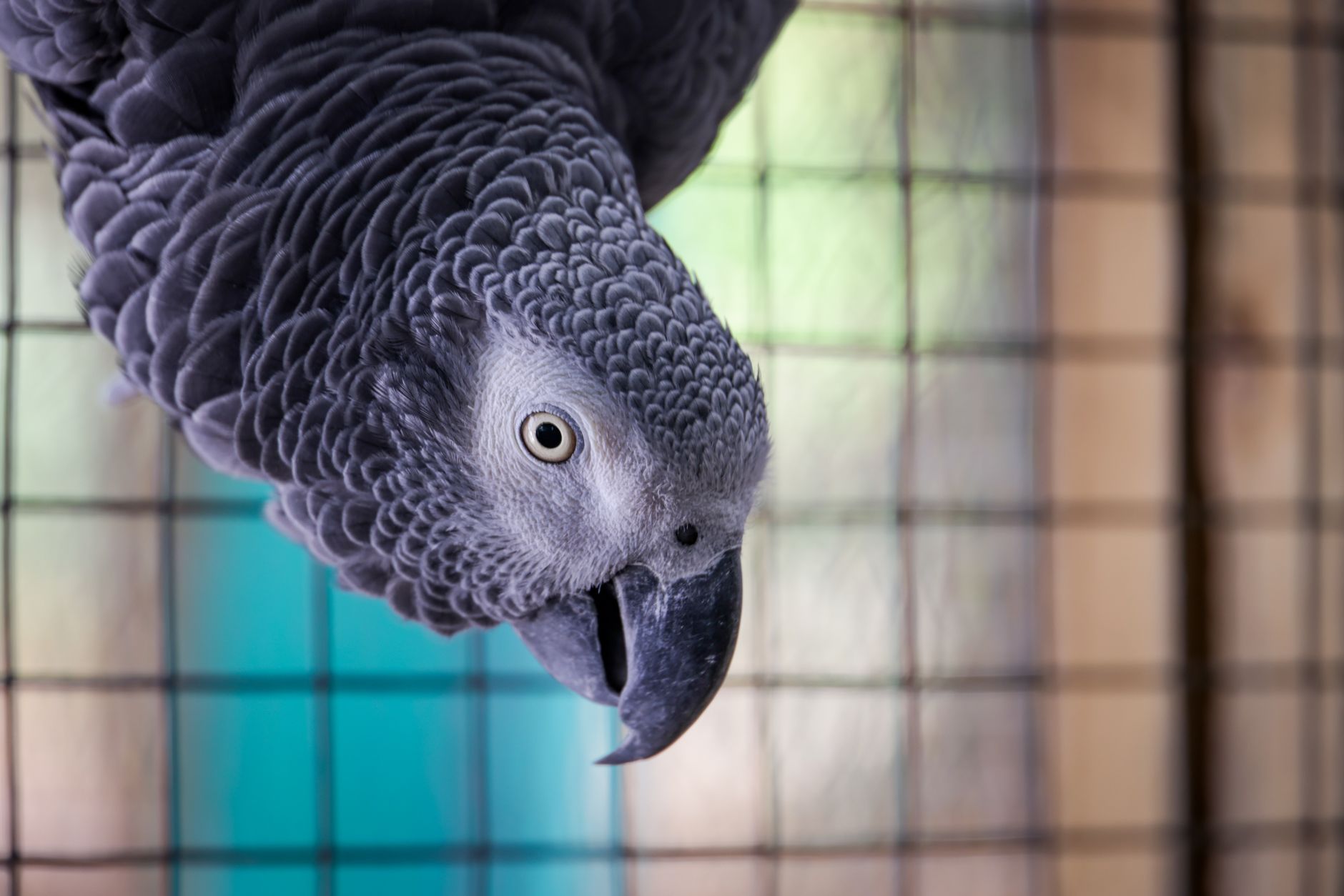 African Grey Parrot vs. Macaw Cage Setup: Real Cost Breakdown and Space Requirements - featherden