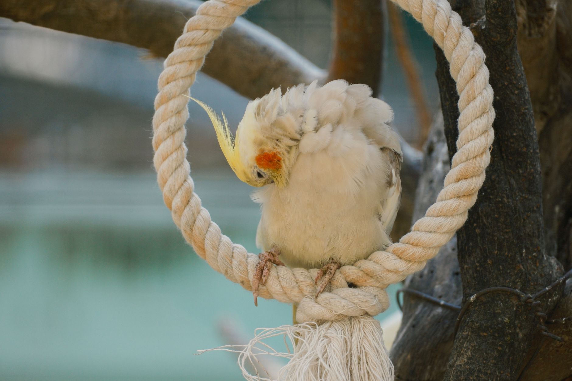 how to set up the perfect bird cage - featherden
