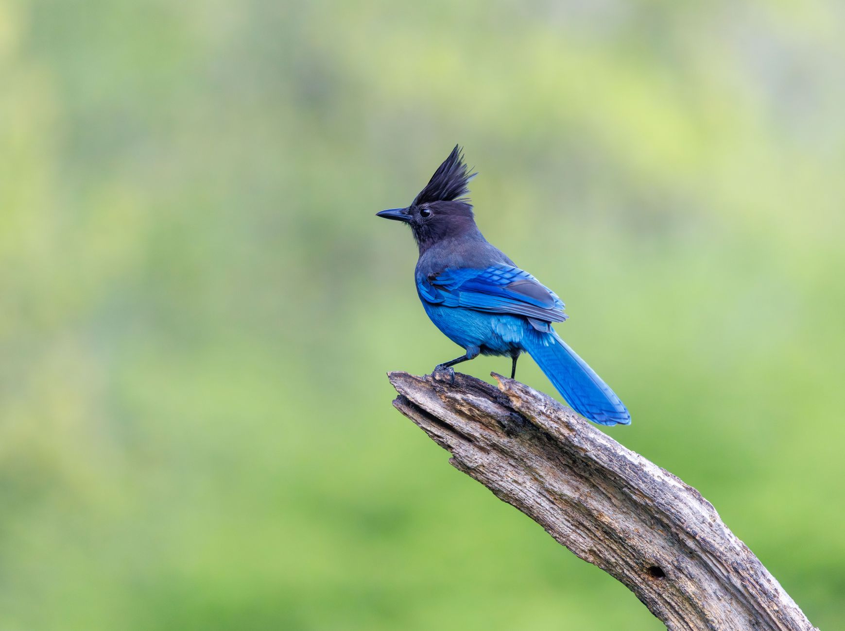 Online bird guide, bird ID help, life history, bird sounds from Cornell ... - featherden