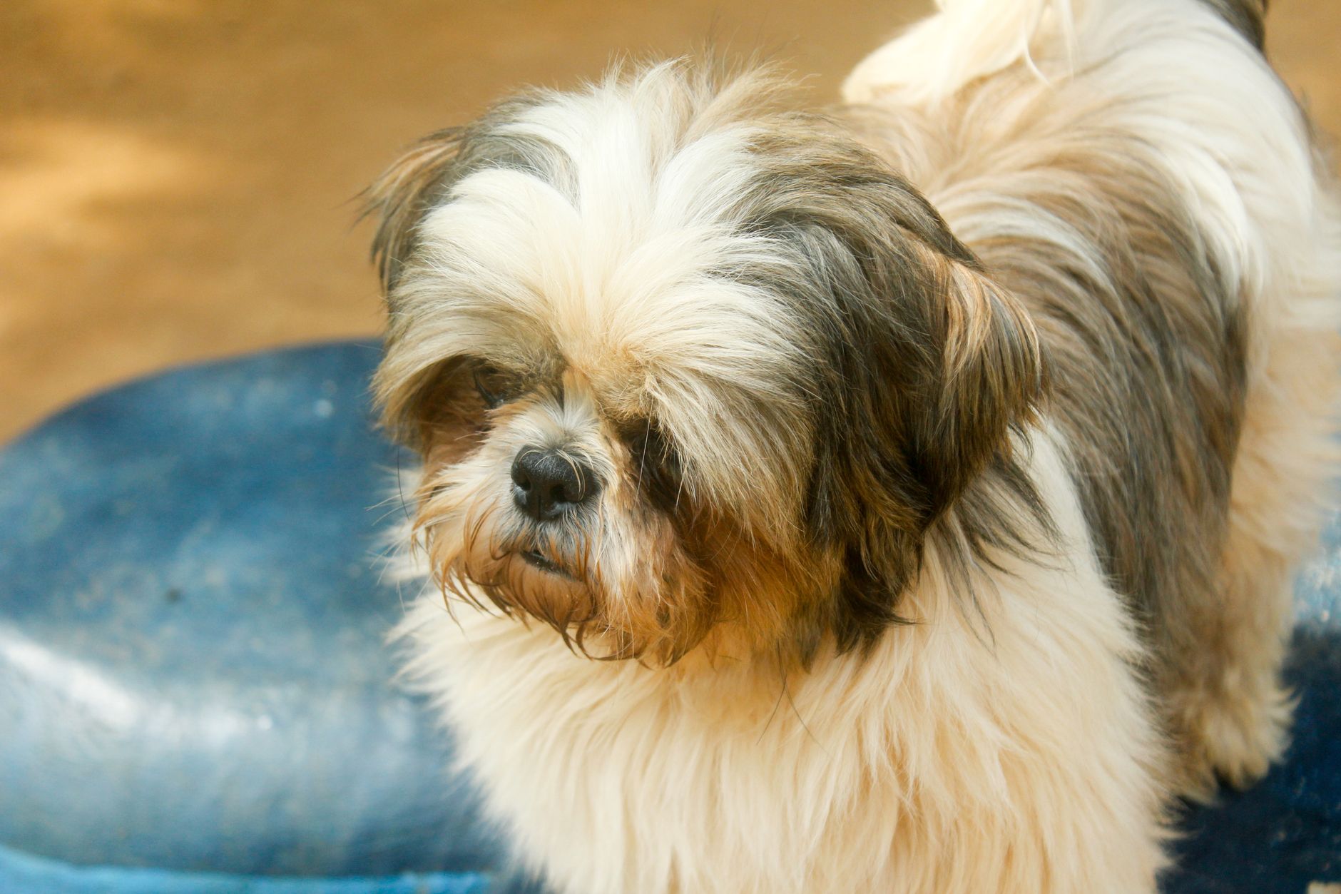 Dog Breeds - Types Of Dogs - American Kennel Club - featherden