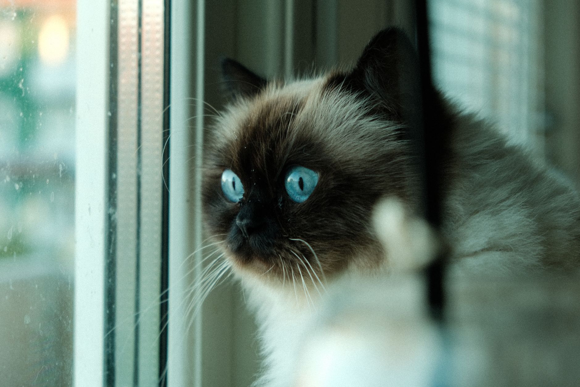 Birman vs. Balinese Cat: Key Differences Explained - featherden