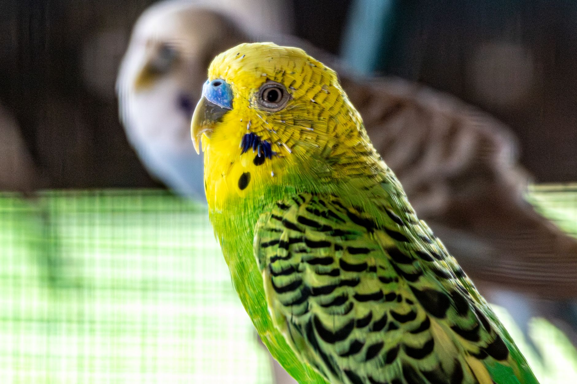 bird cage setup safety tips everyone should know - FeatherDen