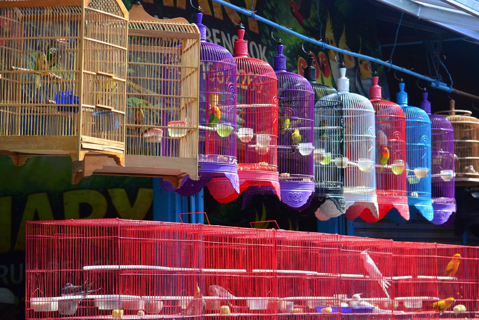 Bird Cage Setup Expert Tips 2 in Practice — Beyond the Hype (2026) - FeatherDen