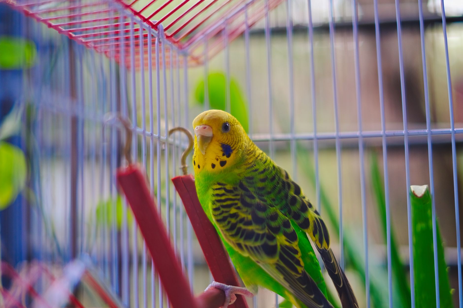 5 Case Studies: How Budgie Owners Solved Night Fright Issues with Cage Placement - featherden