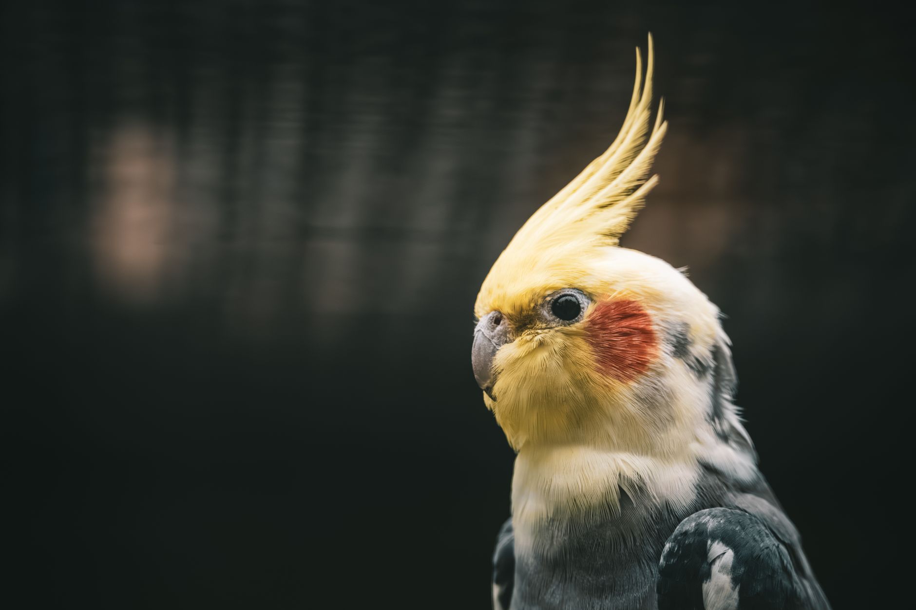 A warm photo of creating safe bird habitat 5 essential steps.