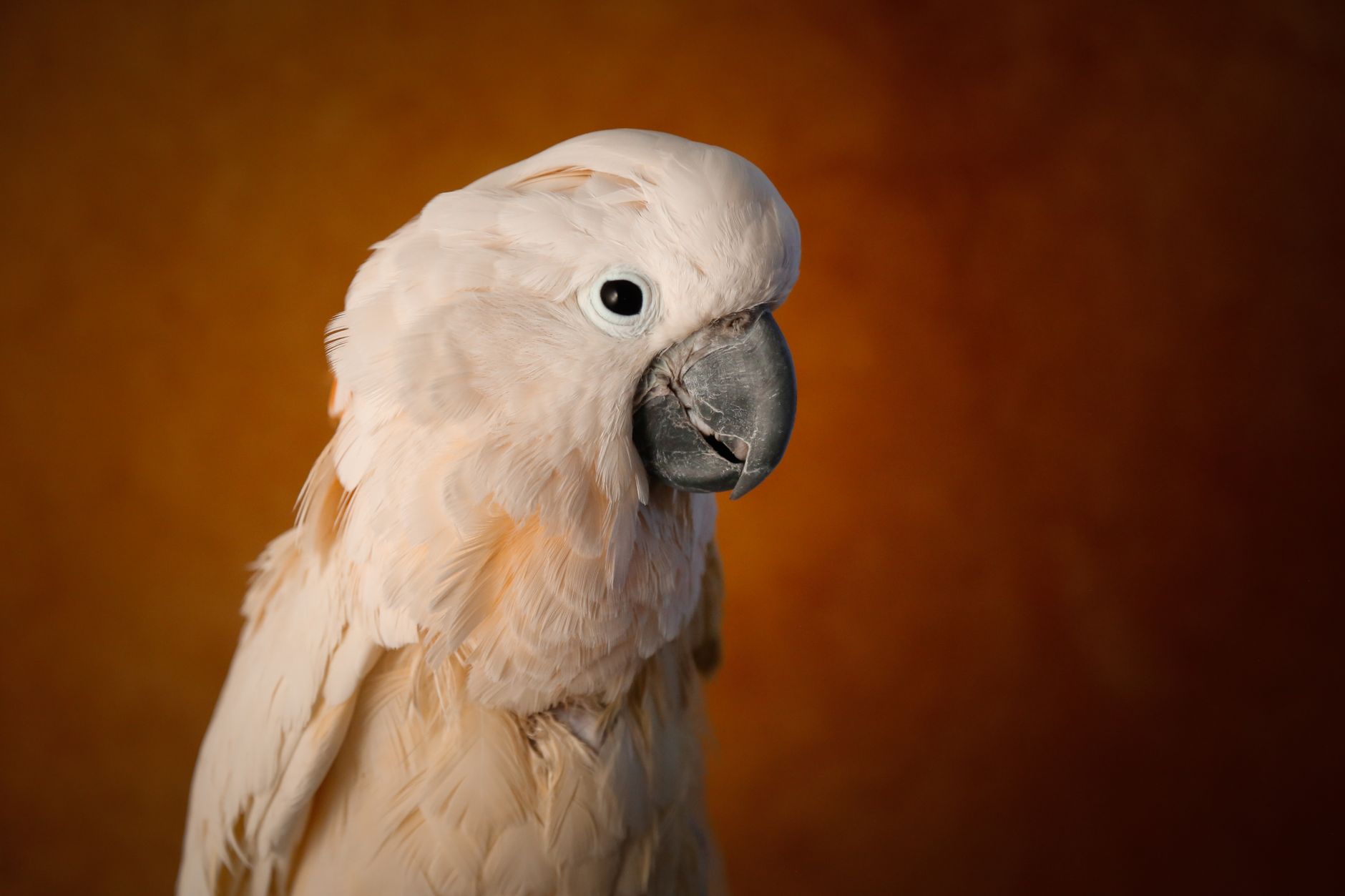 A warm photo of 5 secrets raising thriving featherden parrots cockatoos.