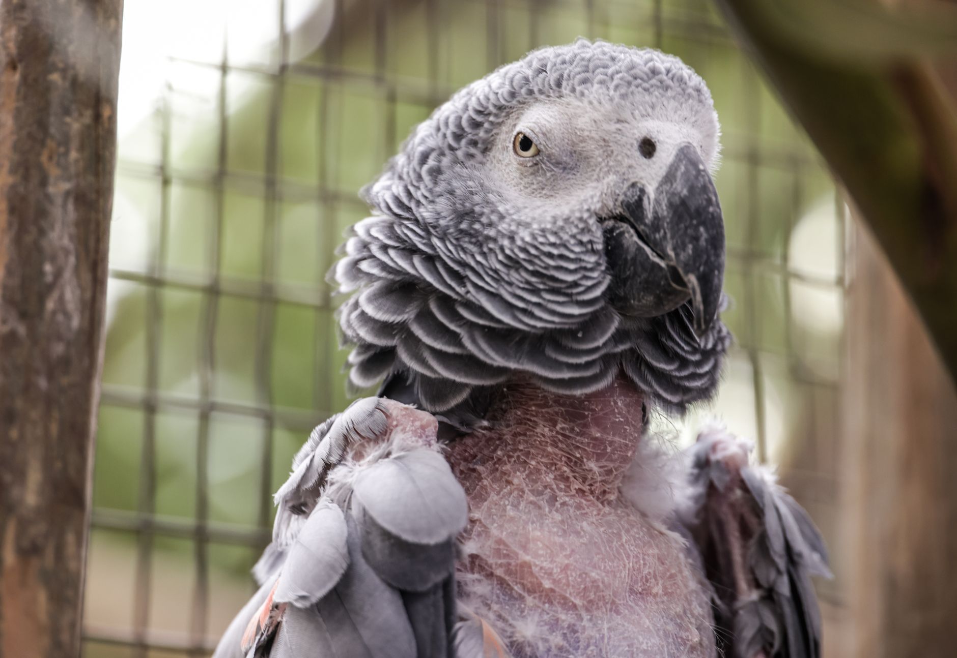 A warm photo of 5 steps stop feather plucking parrot with positive training.