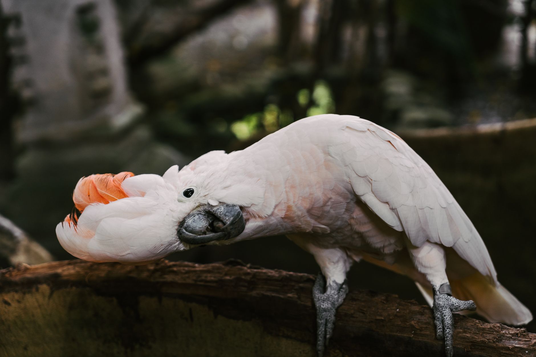 A warm photo of 7 essential care tips parrot feathers healthy molt shine.
