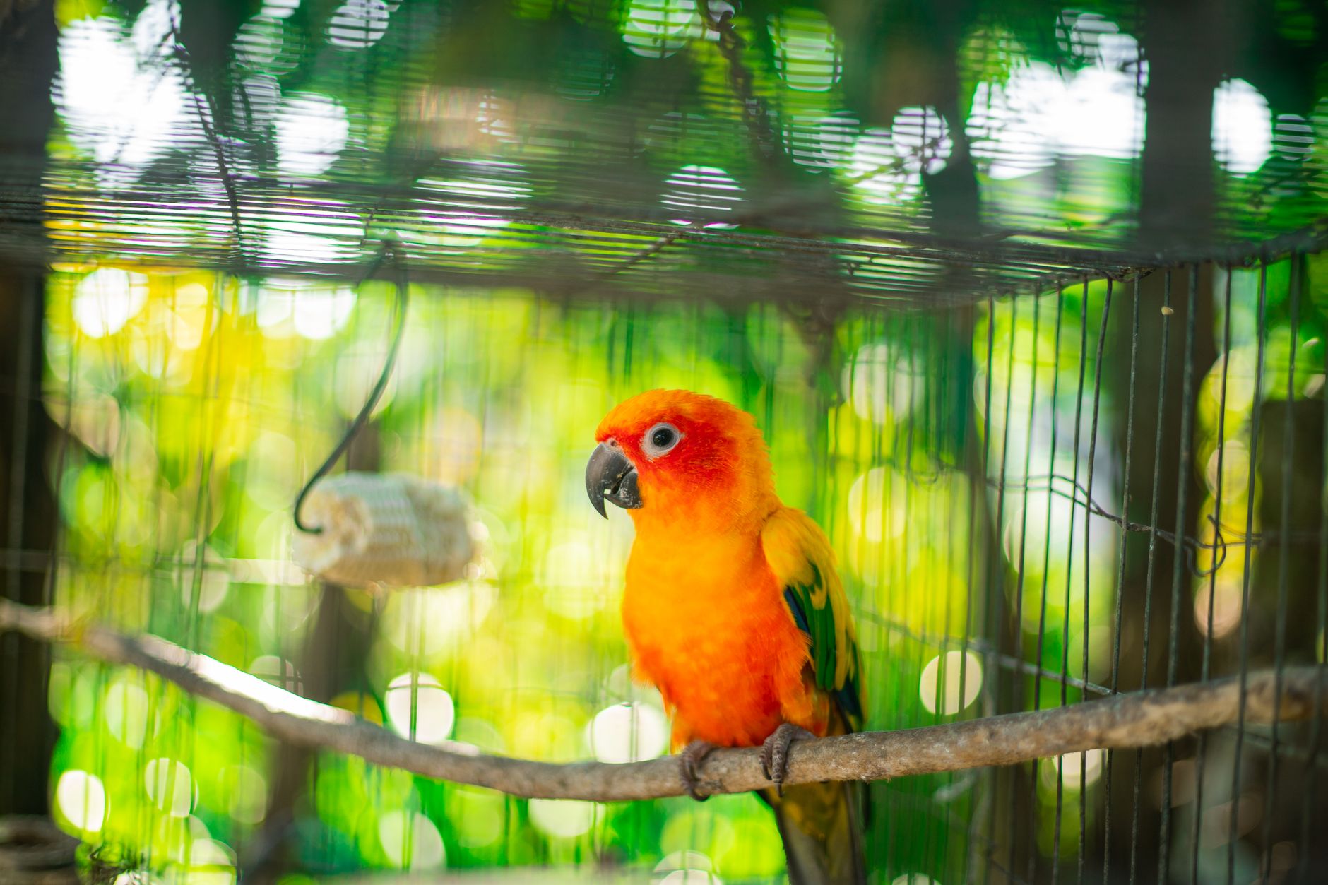Budget vs Premium Cage Showdown: Is the A&E 36 x 22 Worth It for Your Conure? - featherden