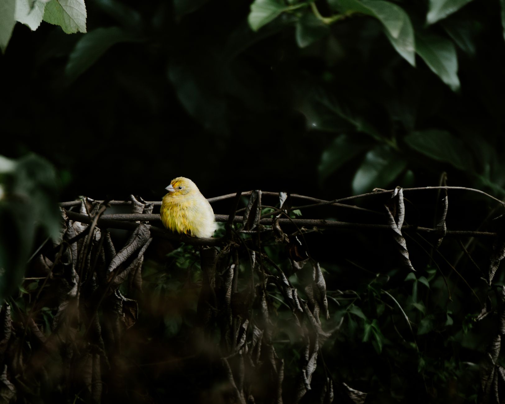 Solitary Canaries: Debunking the Myth of Needing a Friend - featherden