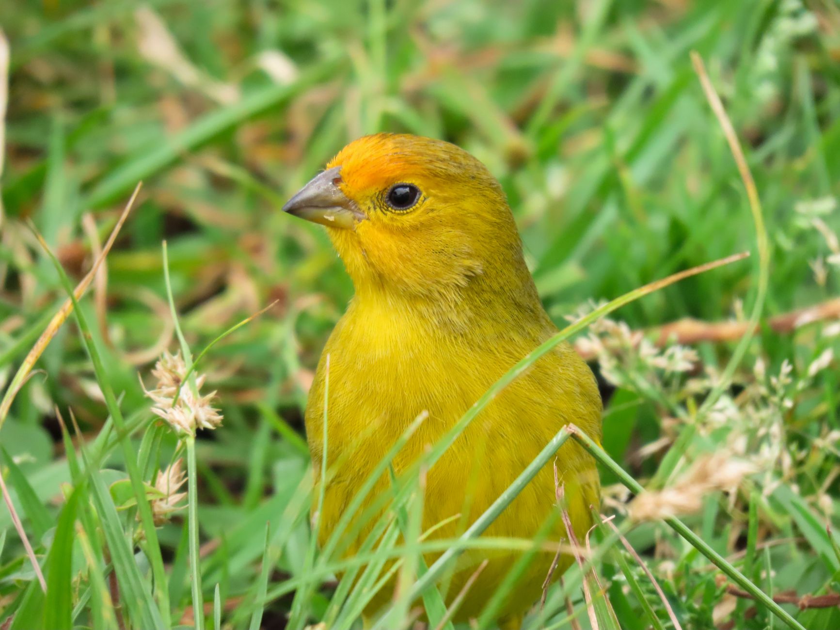 An editorial image illustrating canaries finches songbirds.