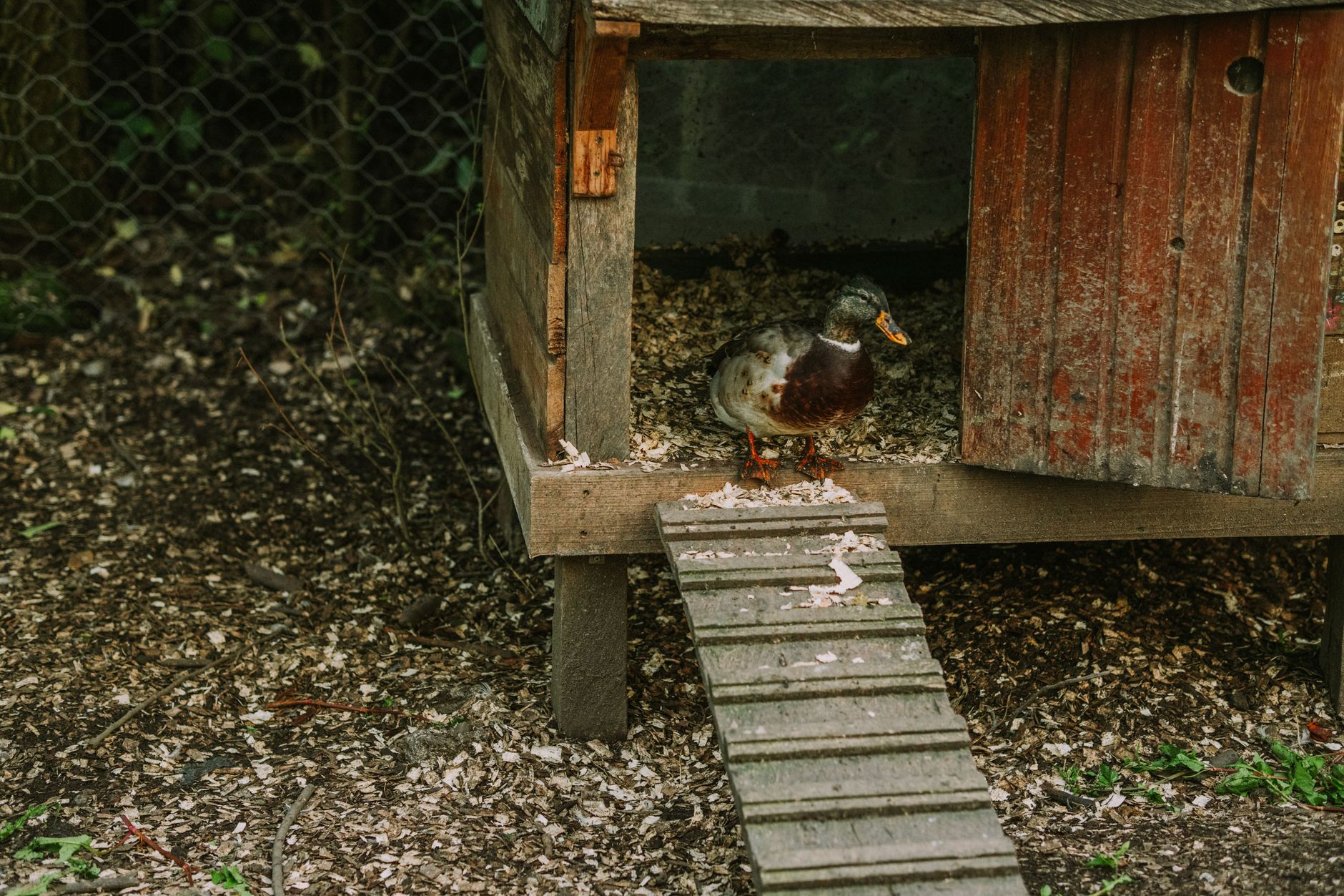 China Cabinet Duck Coop: A Safe & Smart Repurposing Project - featherden