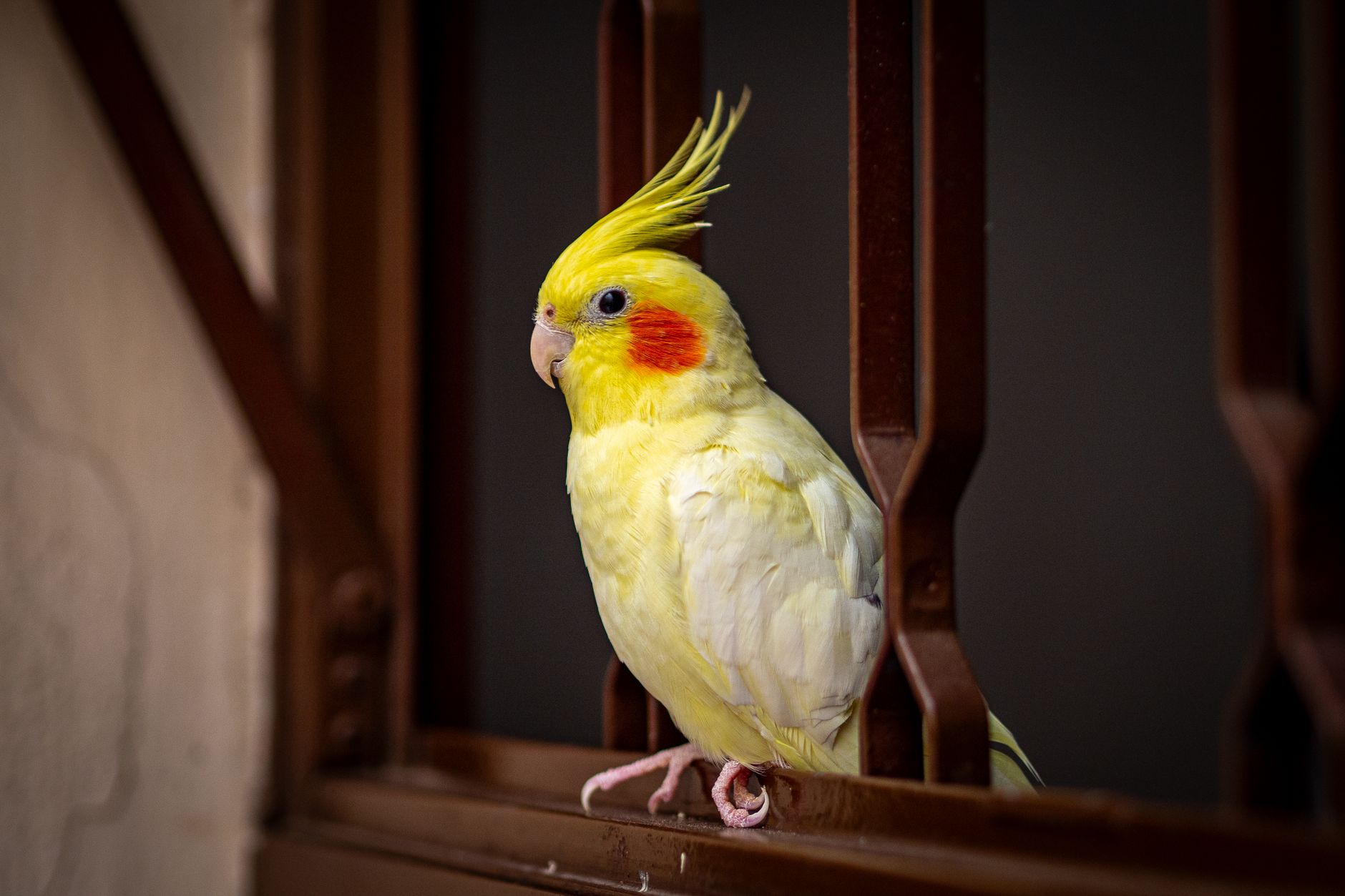 An editorial image illustrating cockatiel conure cage bar spacing perches more.