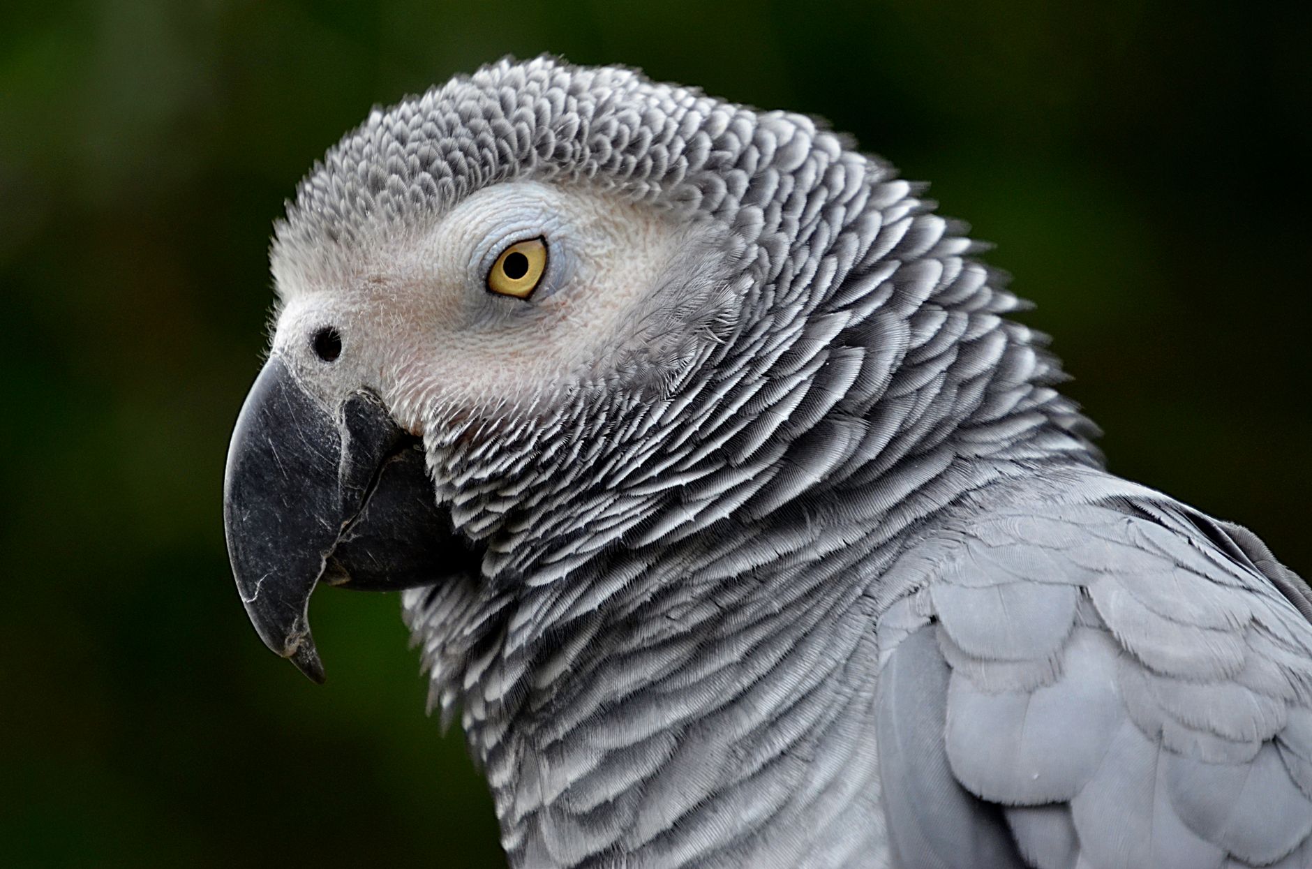 Constant Daylight Harms Parrots: It Triggers Hormonal Chaos - featherden