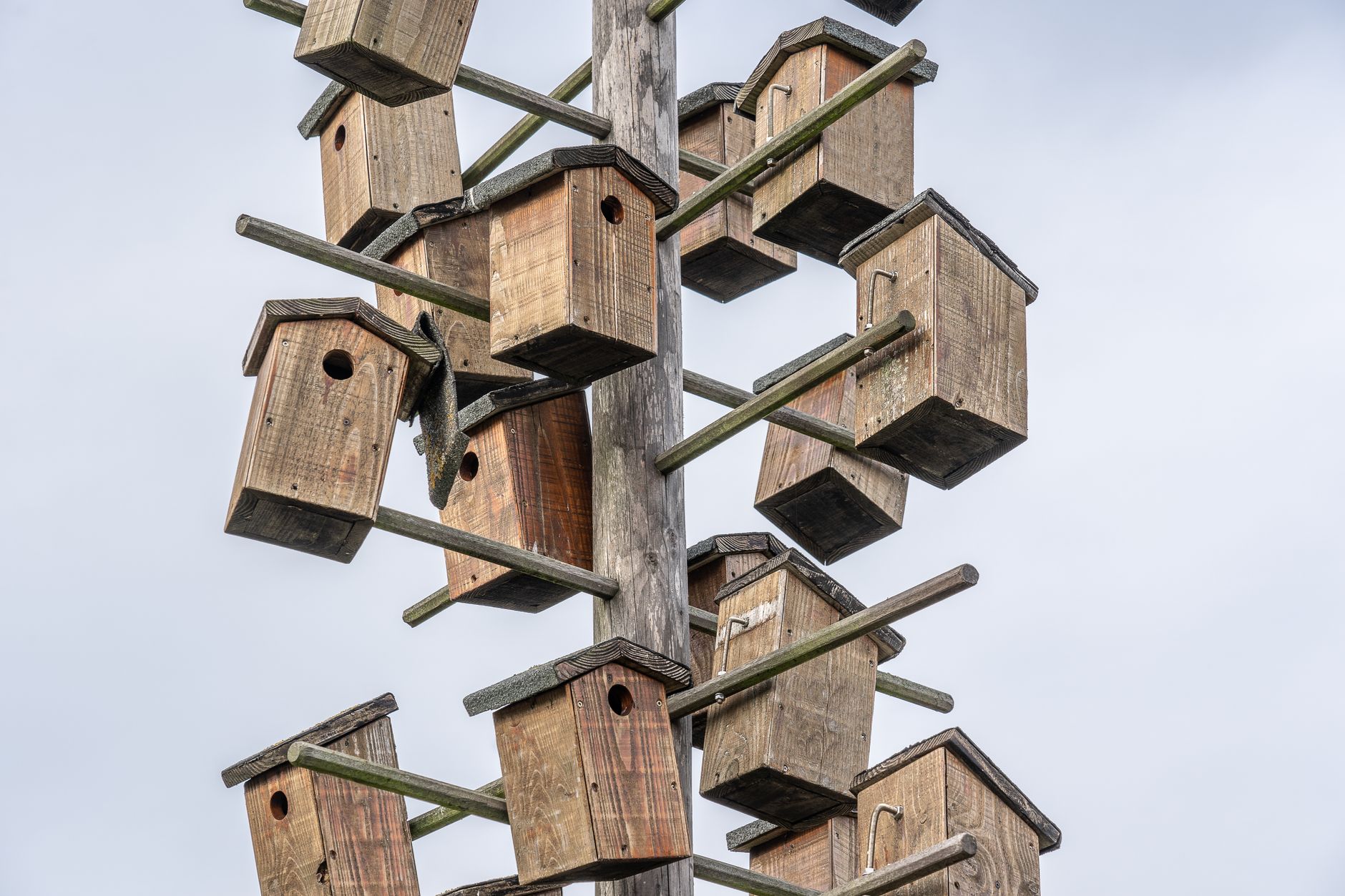 An editorial image illustrating diy parakeet breeding boxes expert construction tips.