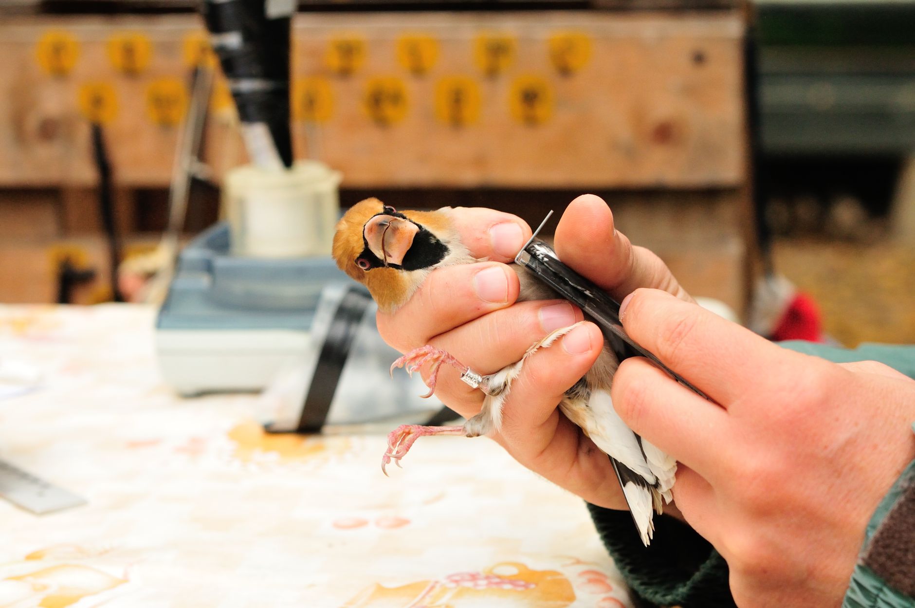 Daily & Monthly Bird Health Checks: Spotting Illness Early - featherden