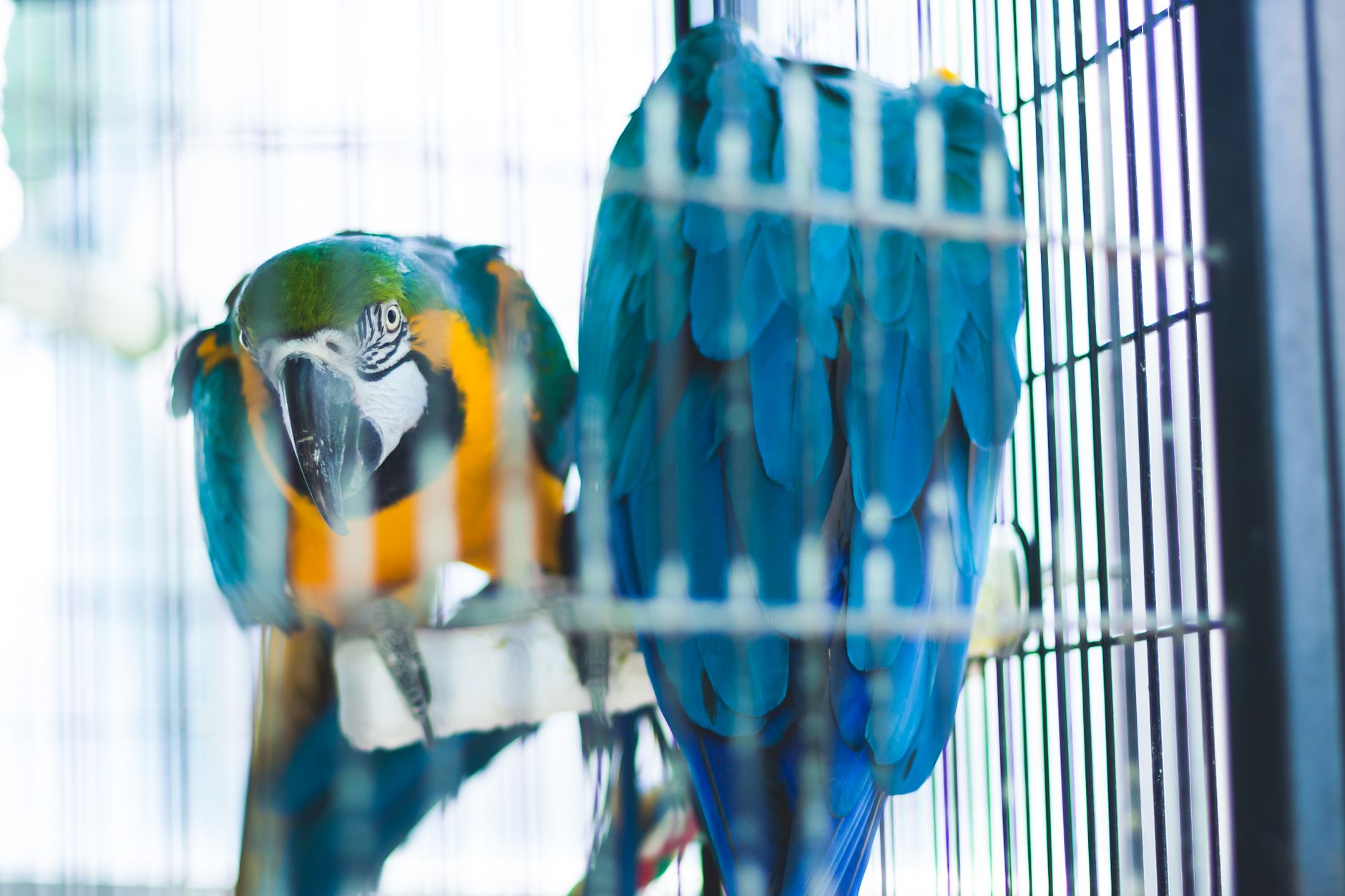 An editorial image illustrating curated macaw cages picks under 800 reviewed.