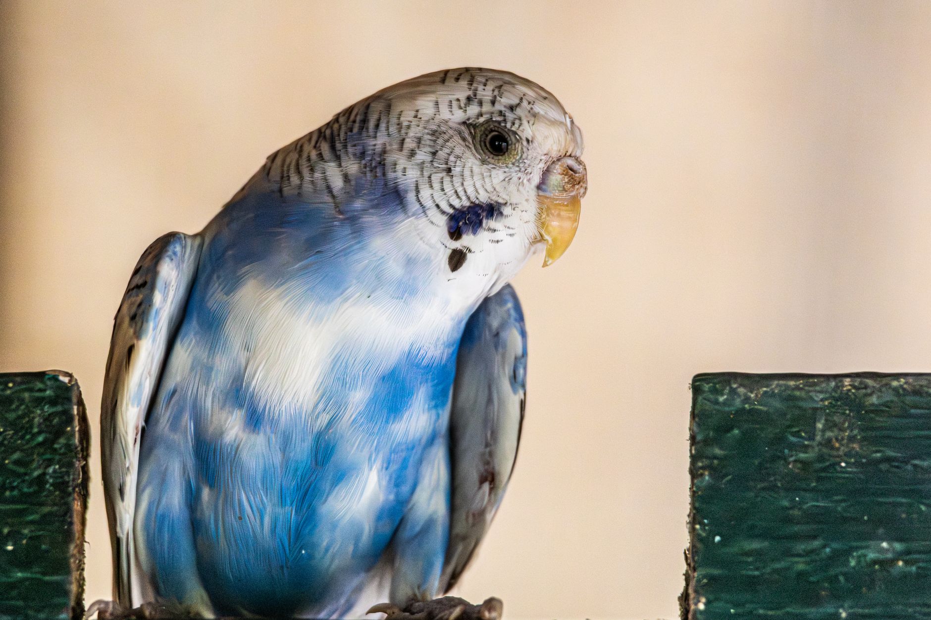 A warm photo of is larger bird cage worth cost 5 year breakdown.