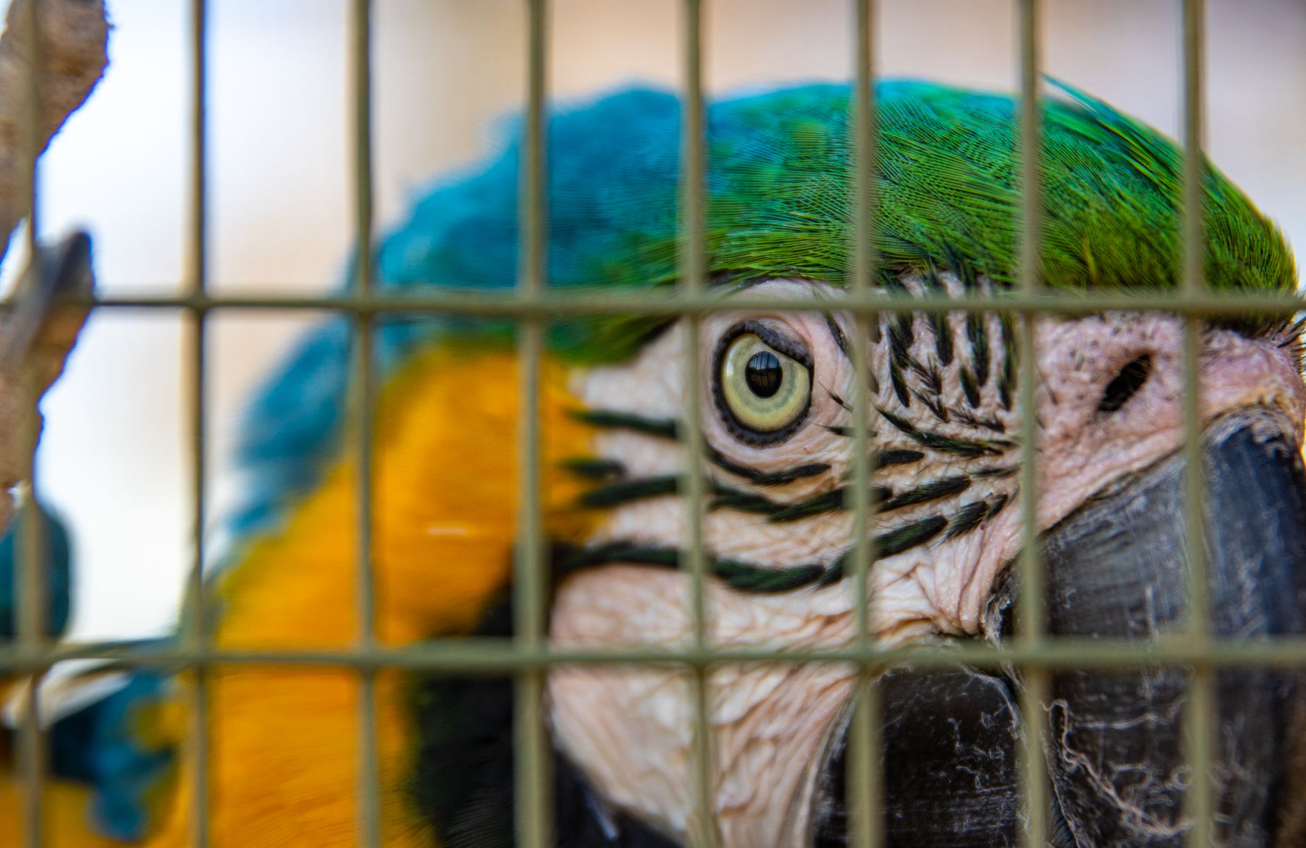 A warm photo of macaw cage bar thickness tested can 3 8 inch wrought iron withstand green wing's beak.