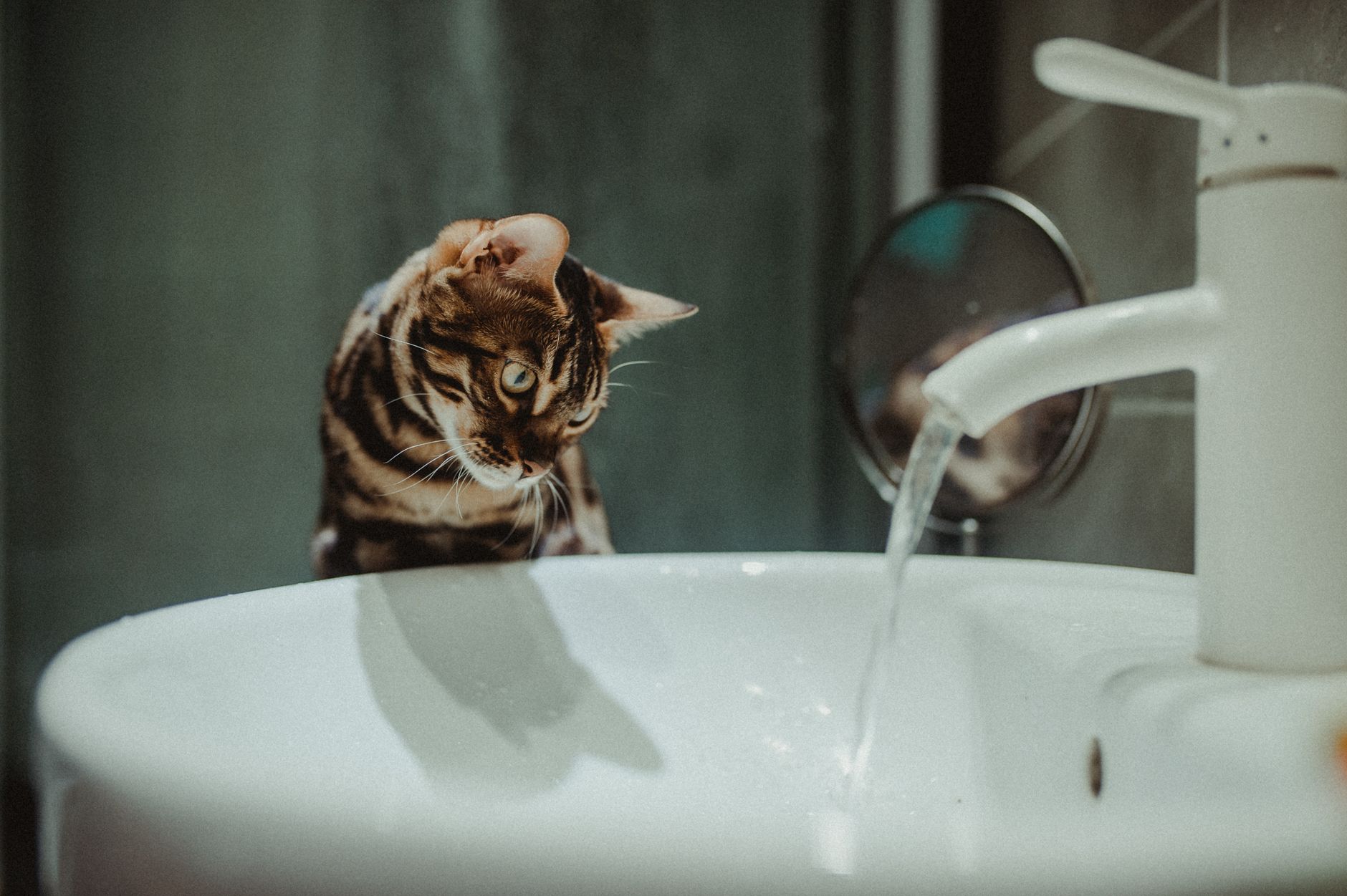 A warm photo of male female bengal cats physical and behavioral differences.