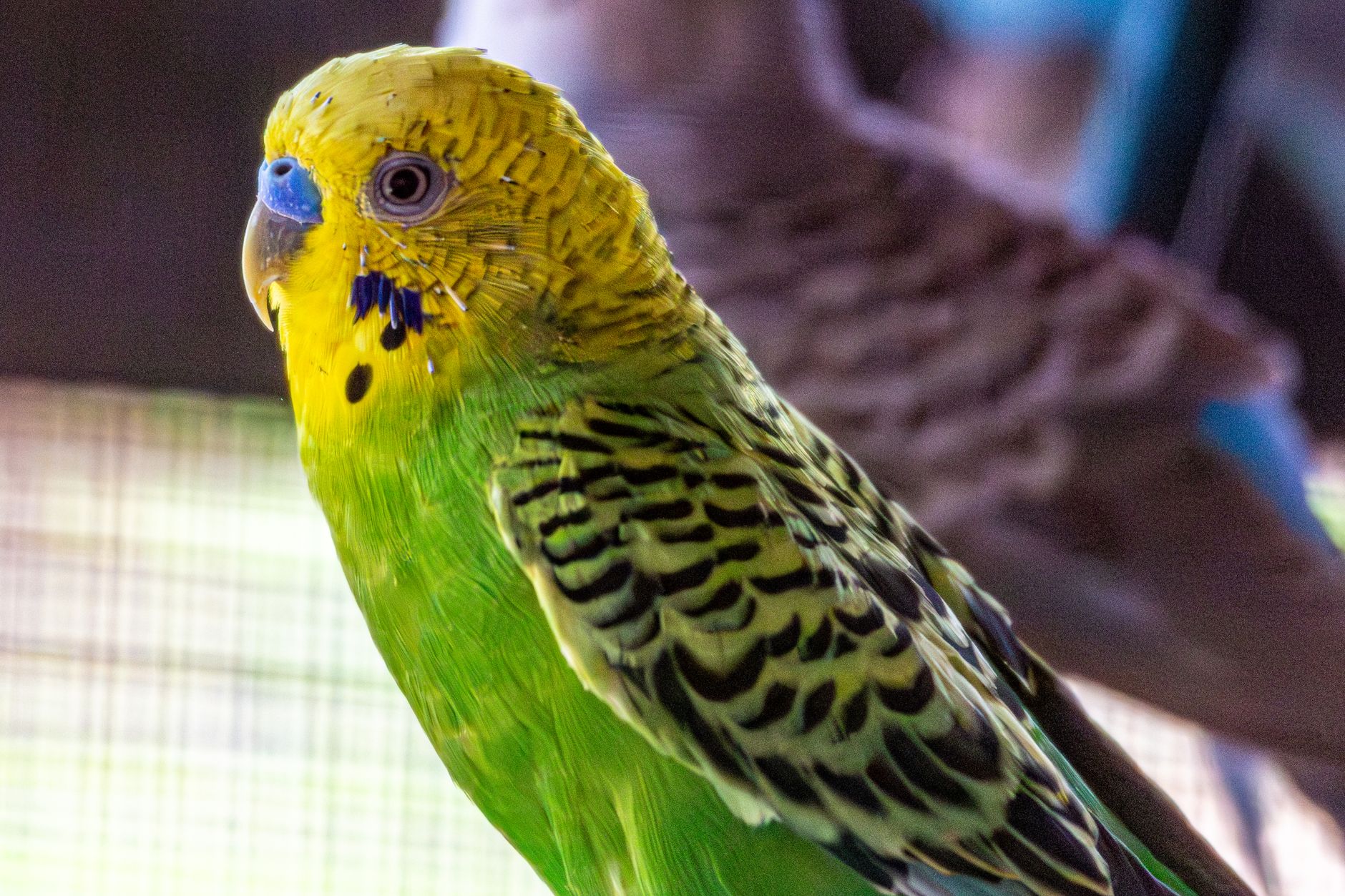 A warm photo of parakeet animal facts melopsittacus undulatus z animals.