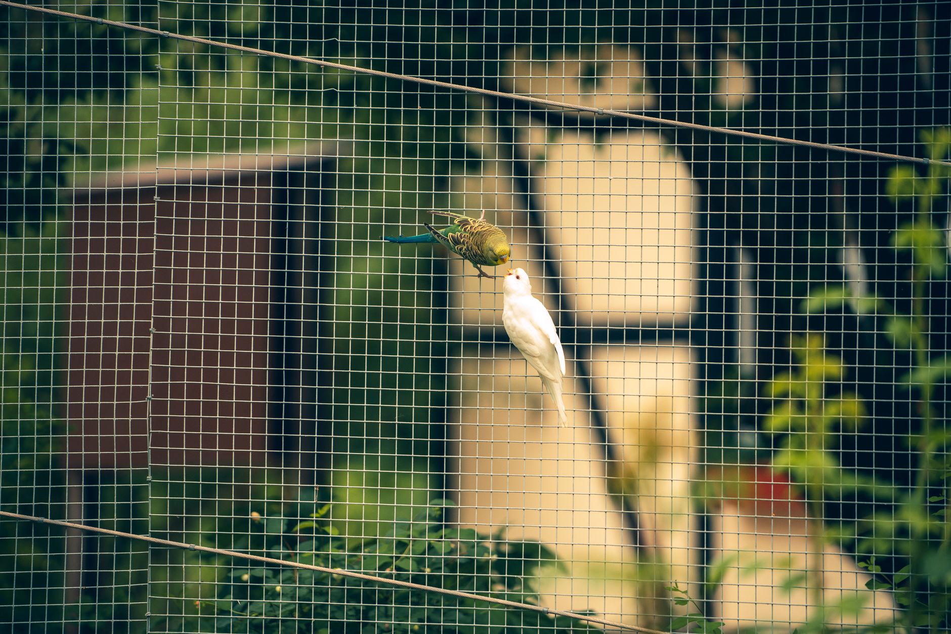 A warm photo of parakeet lovebird cages comparing bar spacing and setup needs.