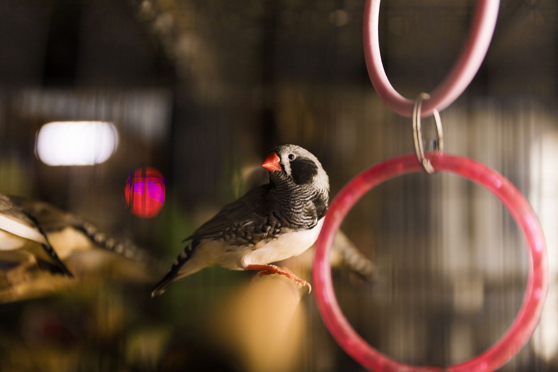 A warm photo of detailed diy tutorial on converting ikea detolf into secure finch aviary.
