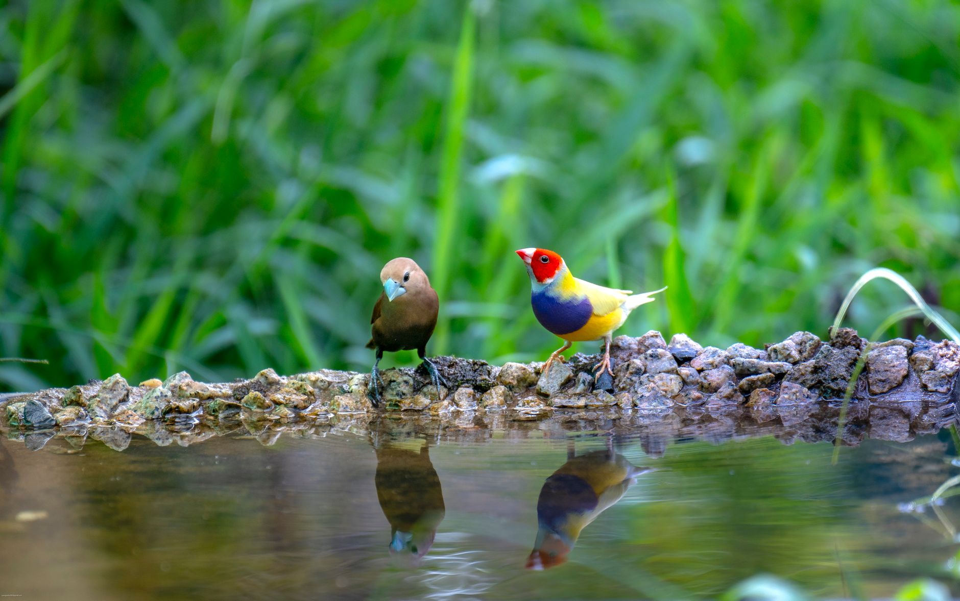 Superfoods Your Finches Will Devour (and Why They Need Them) - featherden