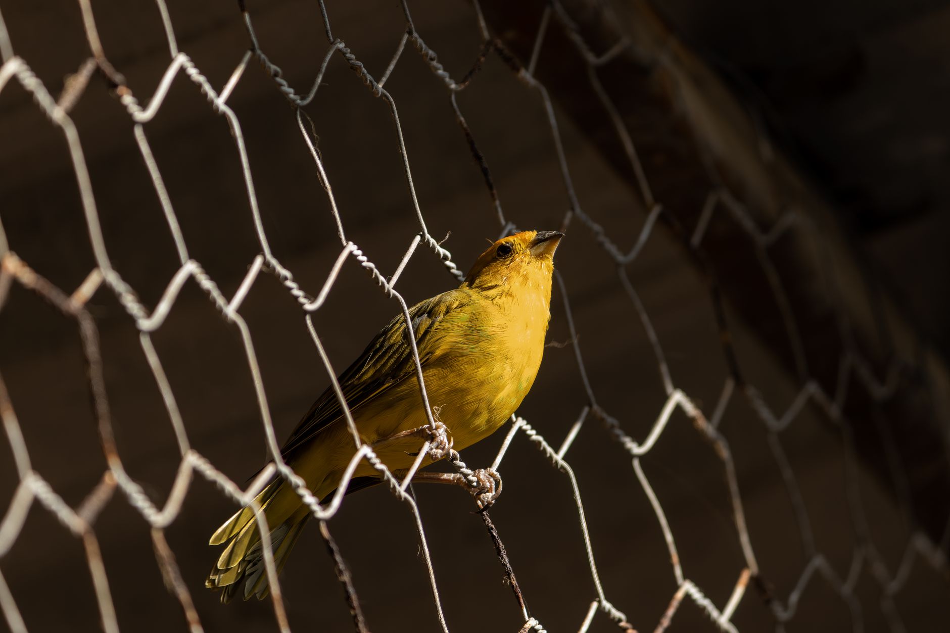 Amazon Cage & Bumblefoot: A Case Study on Budget Finch Setups - featherden