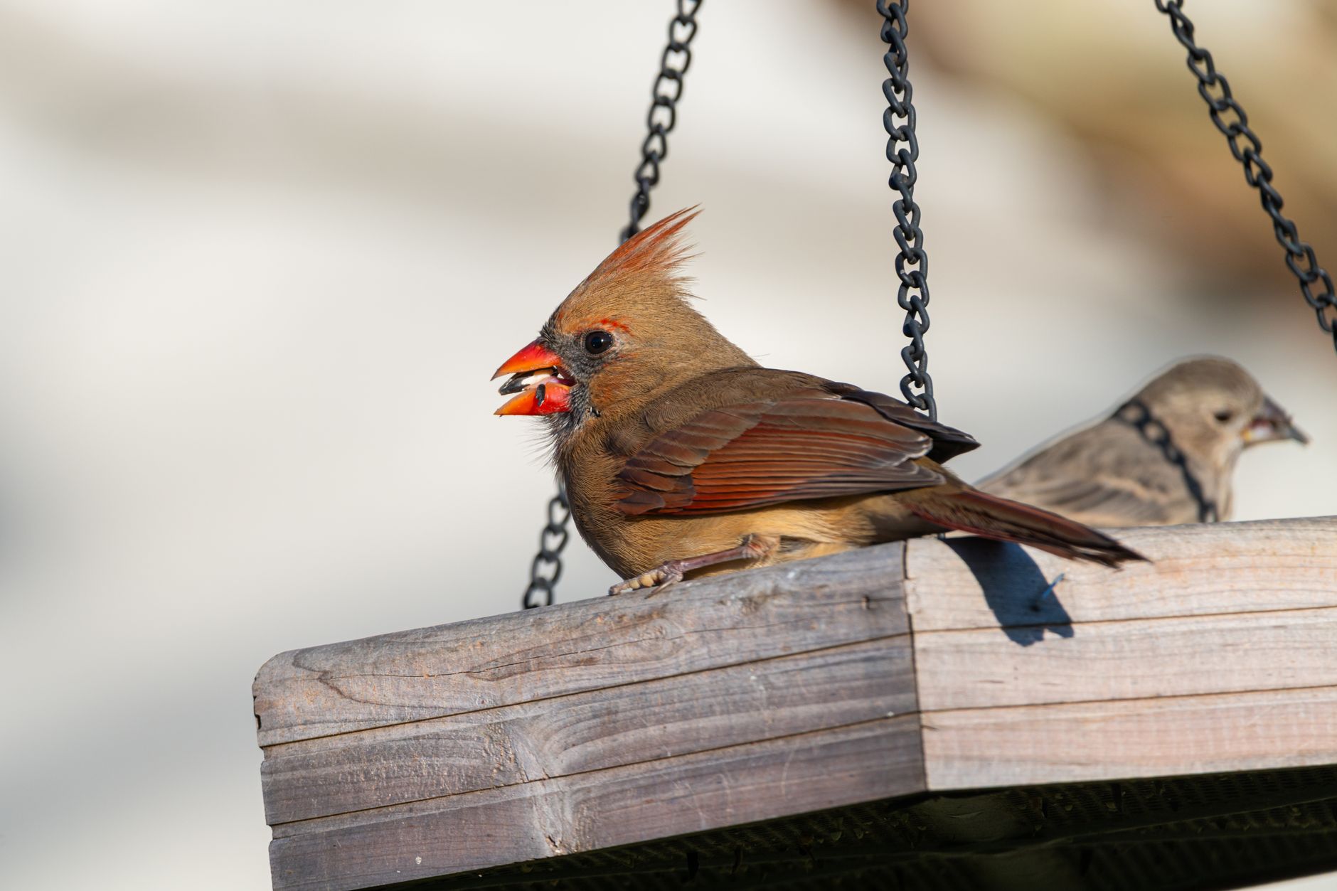 Avocado & Other Bird Toxins: What Not to Feed Your Bird - featherden