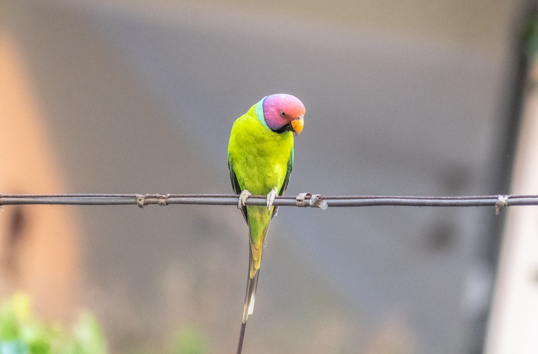 A warm photo of plum headed parakeet medium sized parrot striking beauty.