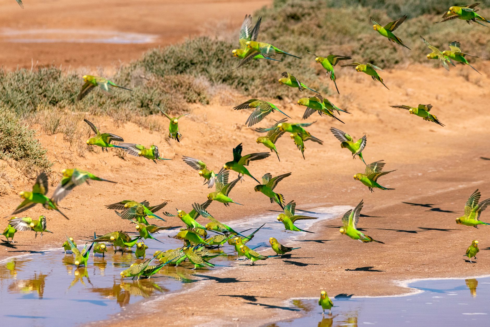 Is Your Budgie Getting Enough Vitamin D? Signs and Solutions - featherden