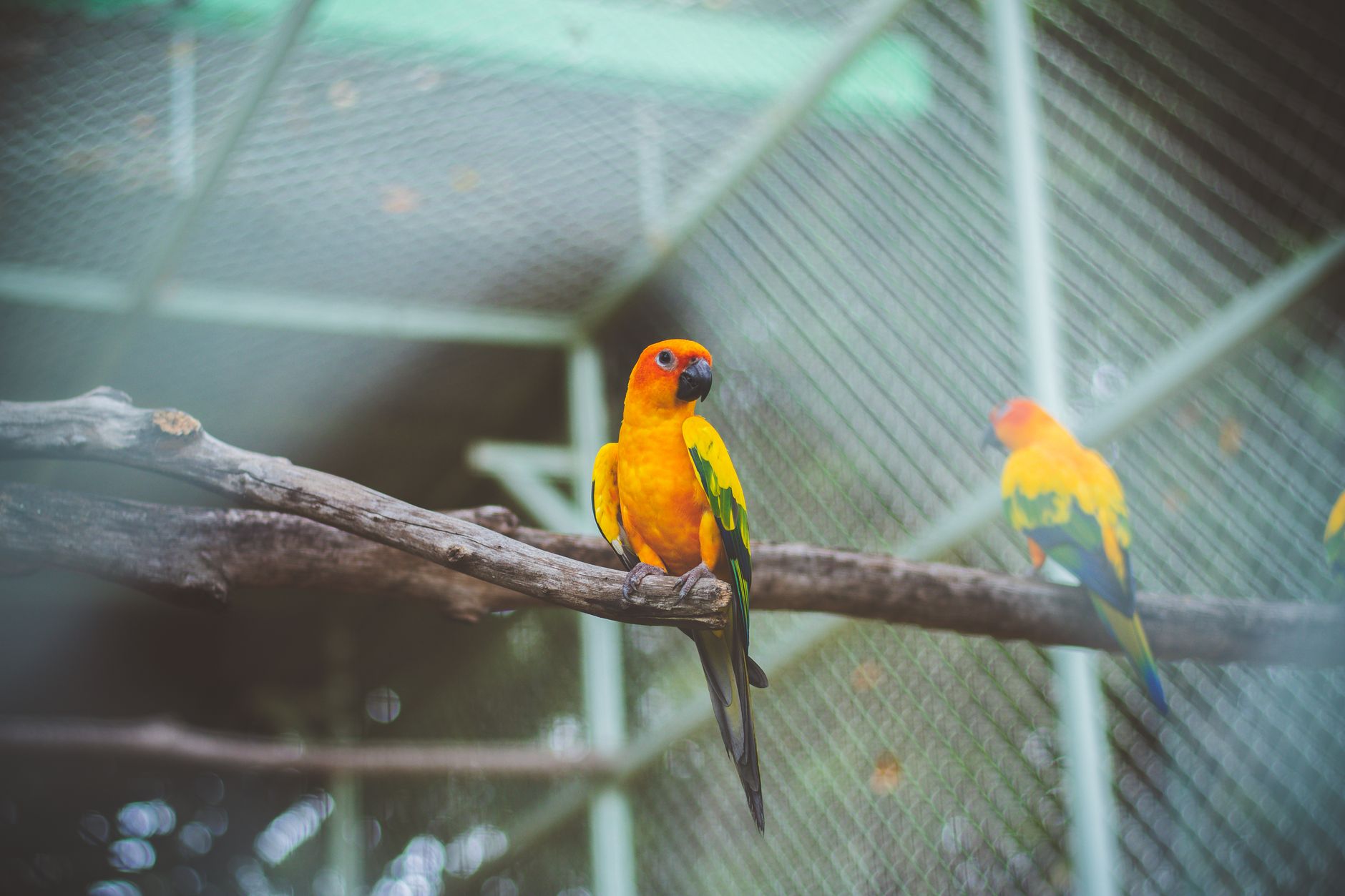 Expert Roundup: Best Cage Substrate Materials for Conures Under $50 Annually - FeatherDen