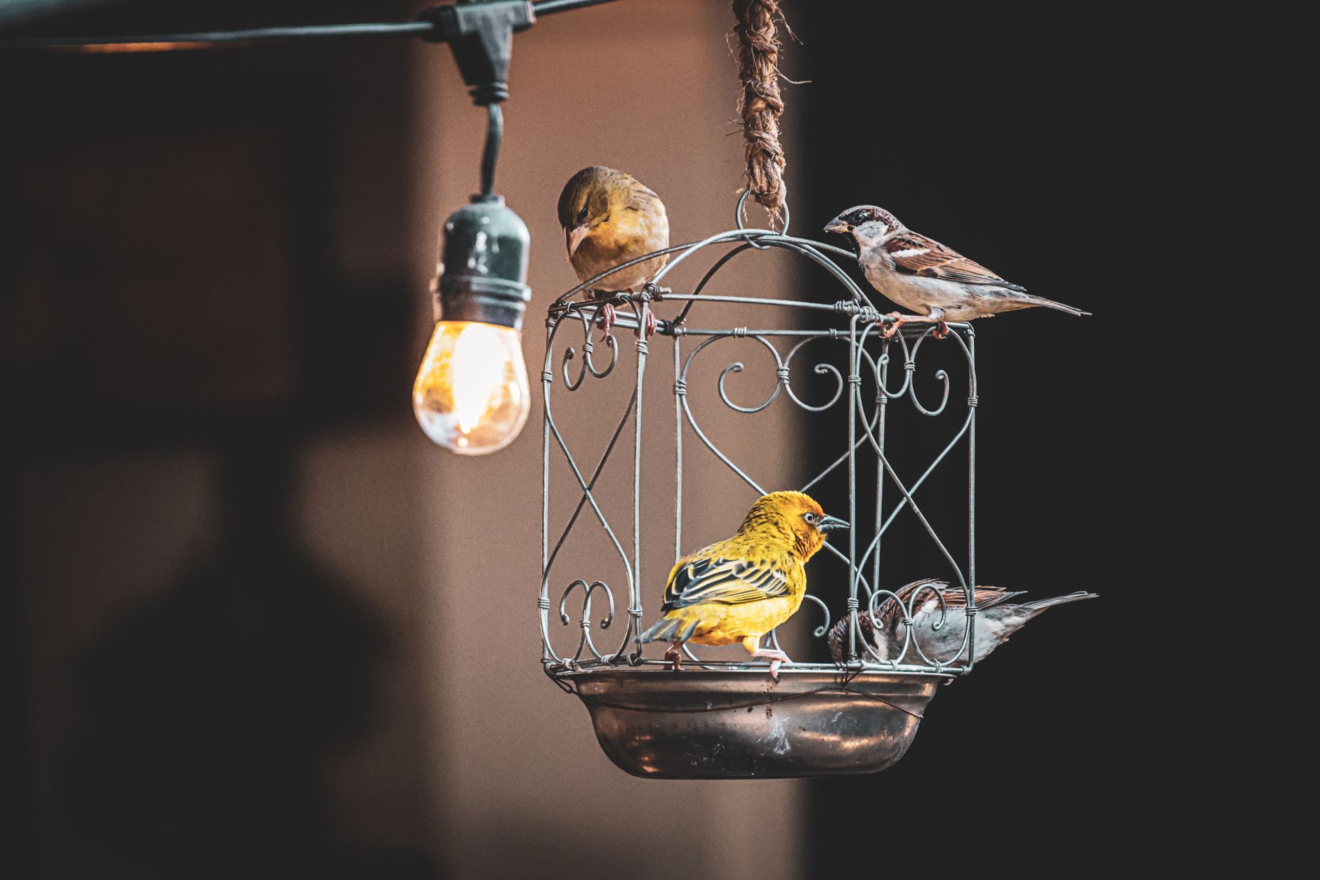 Why You Don’t Need to Break the Bank for a Safe, Functional Bird Cage - FeatherDen