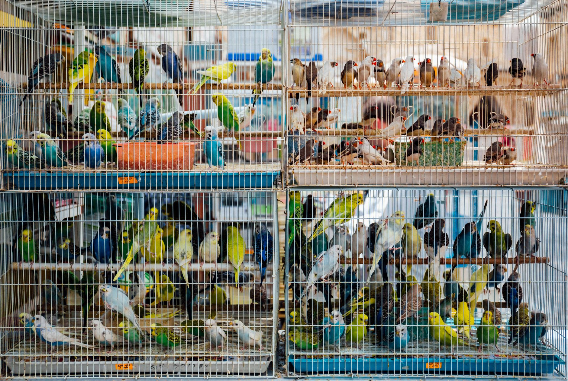 Why Your Bird’s Cage Setup Matters More Than You Think - FeatherDen