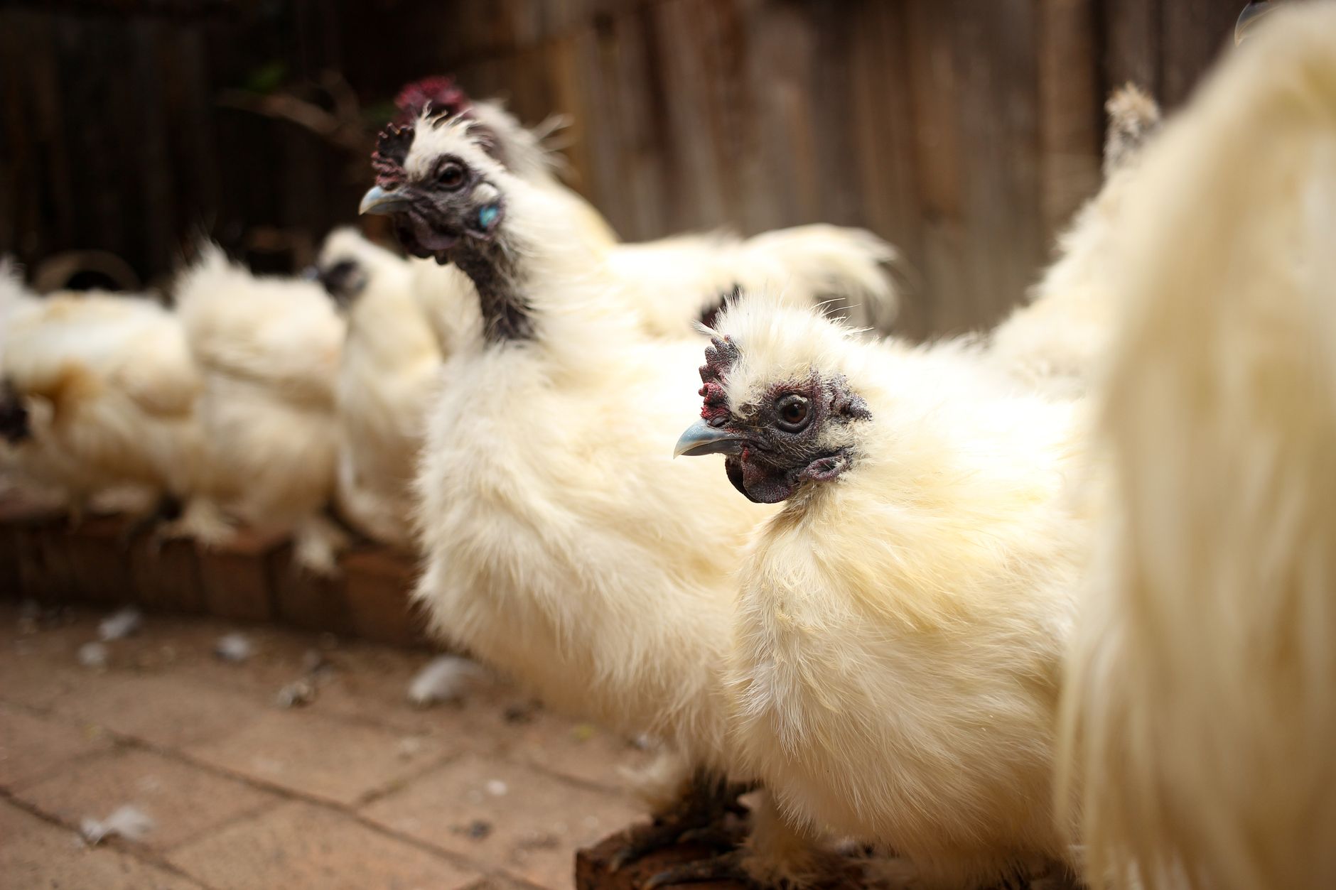 The Complete Featherden Breed Guide: Choosing, Caring for, and Understanding Your Feathered Companion - FeatherDen