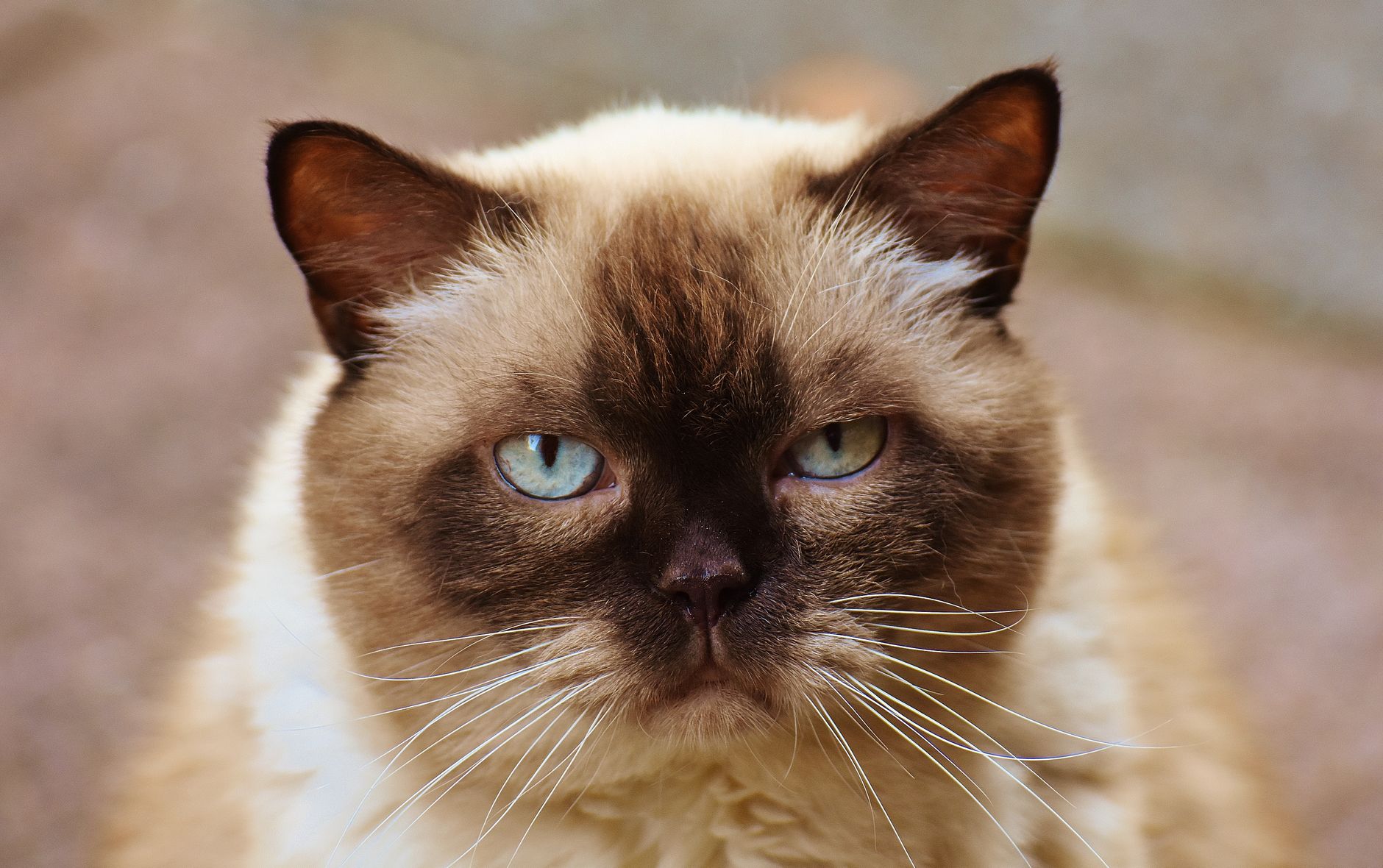 Siamese Cat Breed Guide: Temperament, Care Requirements, and Health Issues - FeatherDen