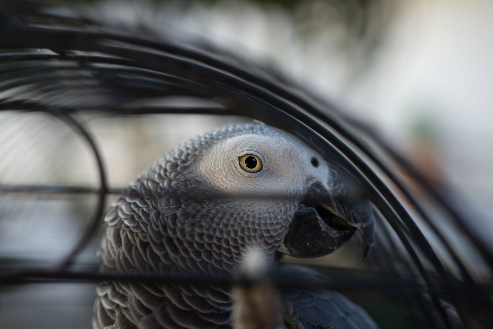 Large Parrot Cages Compared: Macaw, African Grey, and Cockatoo Housing Guide - FeatherDen