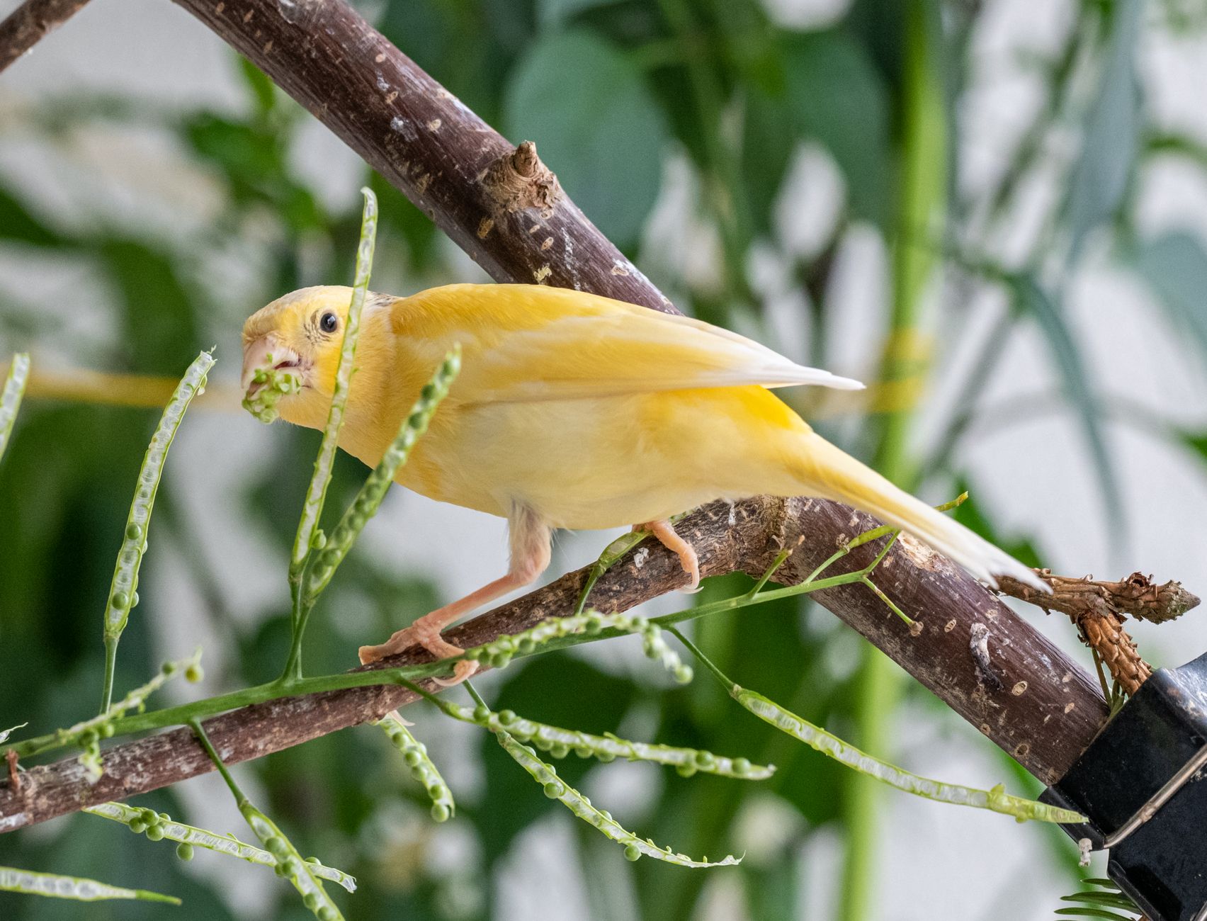 Finch vs Canary: Complete Avian Care and Setup Cost Comparison for Beginners - FeatherDen