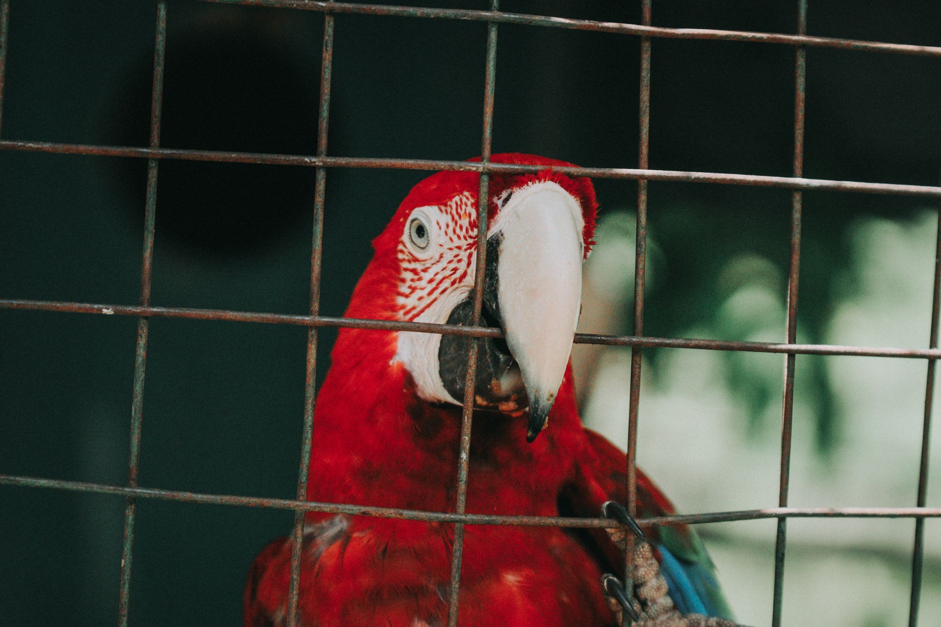 Metal vs Wooden Bird Cages: Durability, Safety, and Long-Term Cost Analysis - FeatherDen