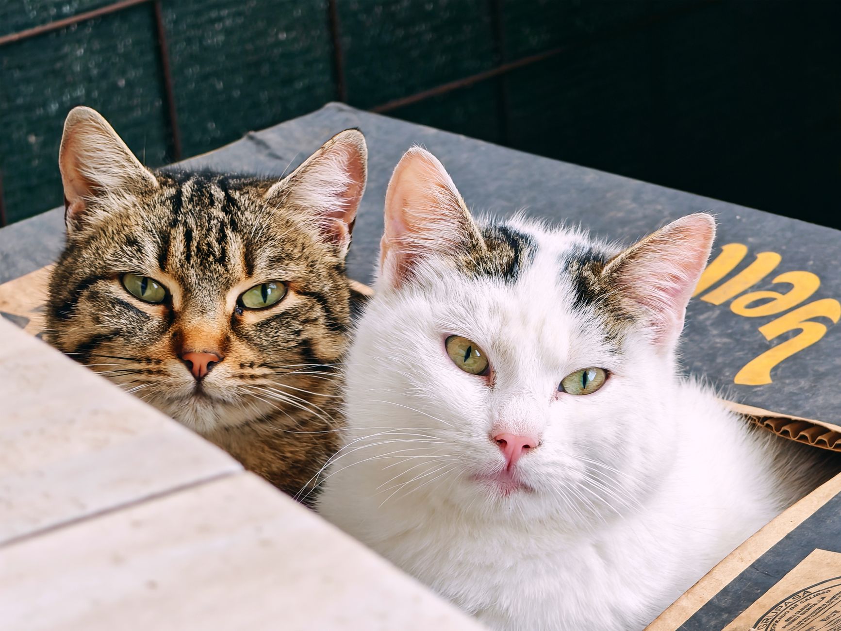 A chatgpt side hustle for Pet Lovers Who Want to Earn More - FeatherDen