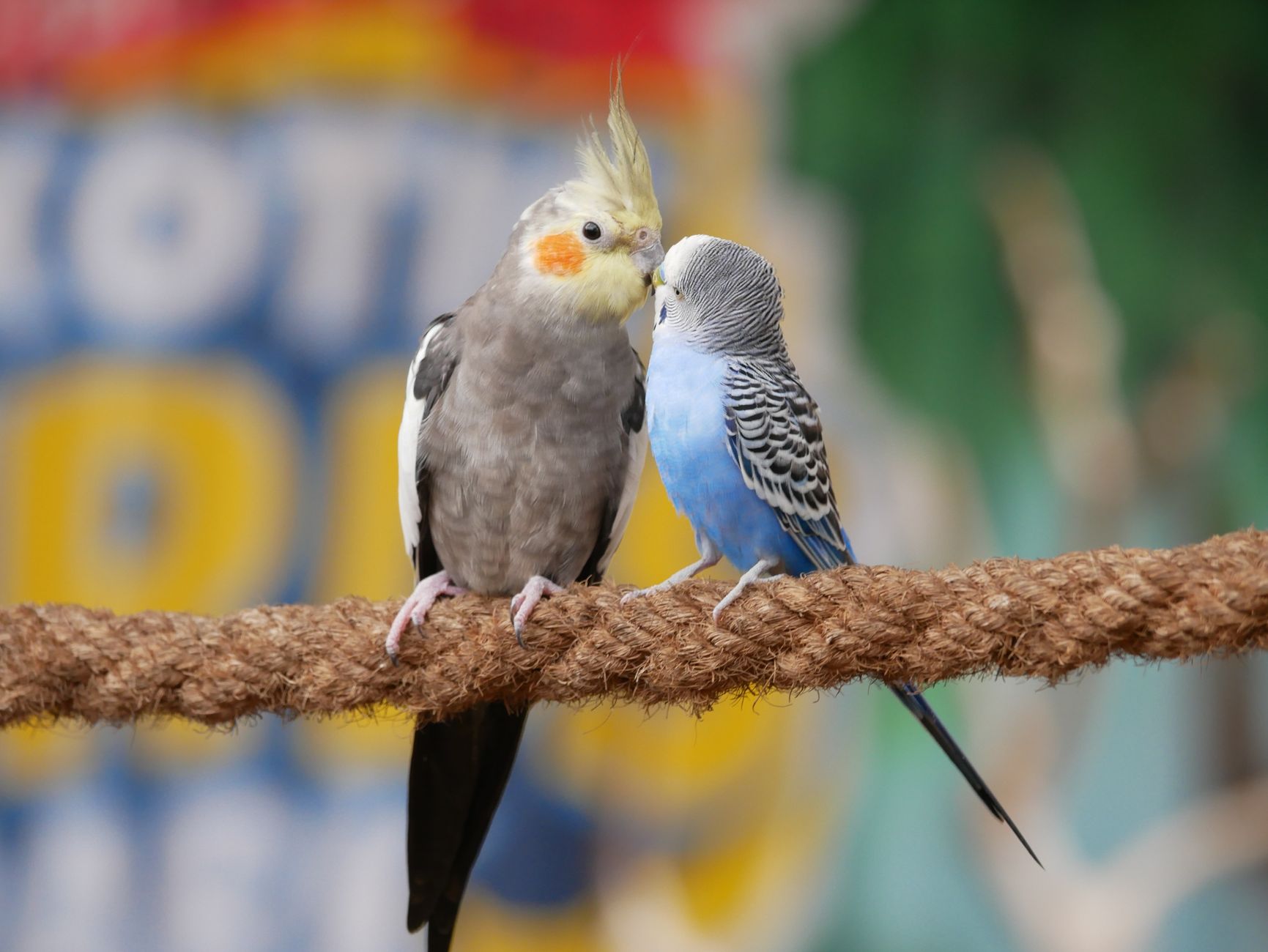 Cockatiel vs Parakeet: Which Bird Is Right for You? - FeatherDen