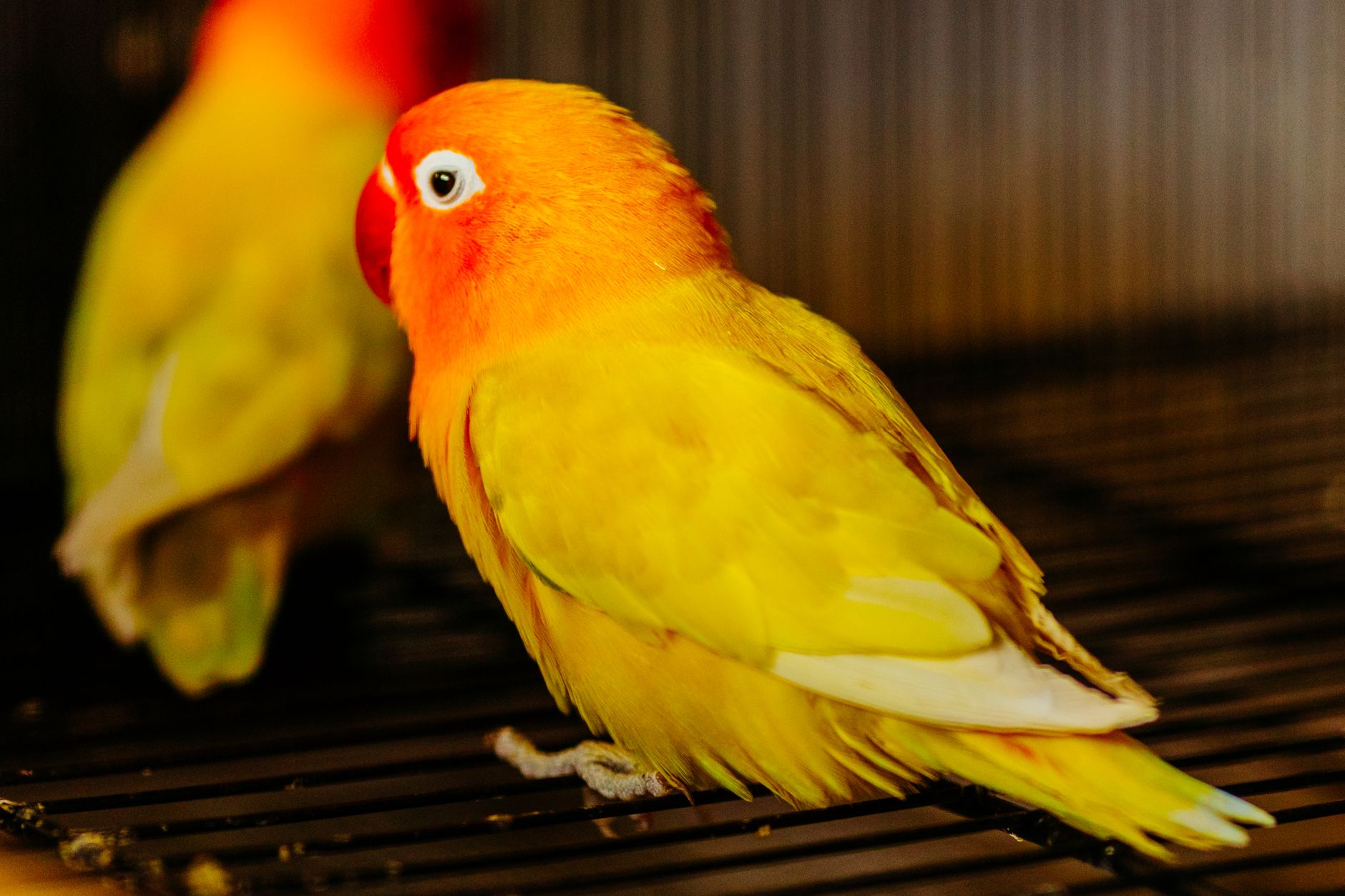 Breeding Pair Housing: Cockatiel vs Lovebird Cage Setup and Equipment Costs - FeatherDen